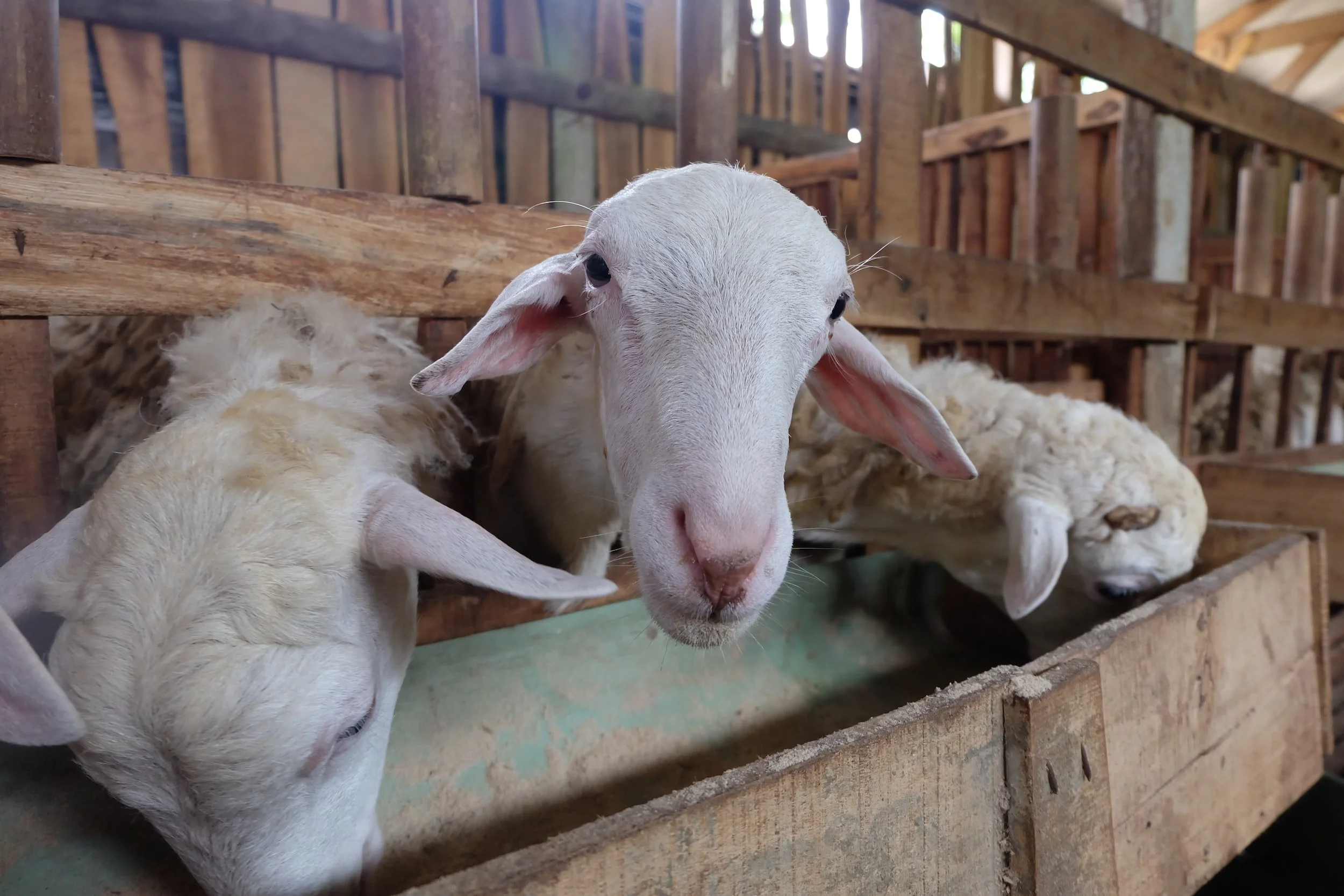 Abattoir Survey of Pneumonia in Sheep Now Complete