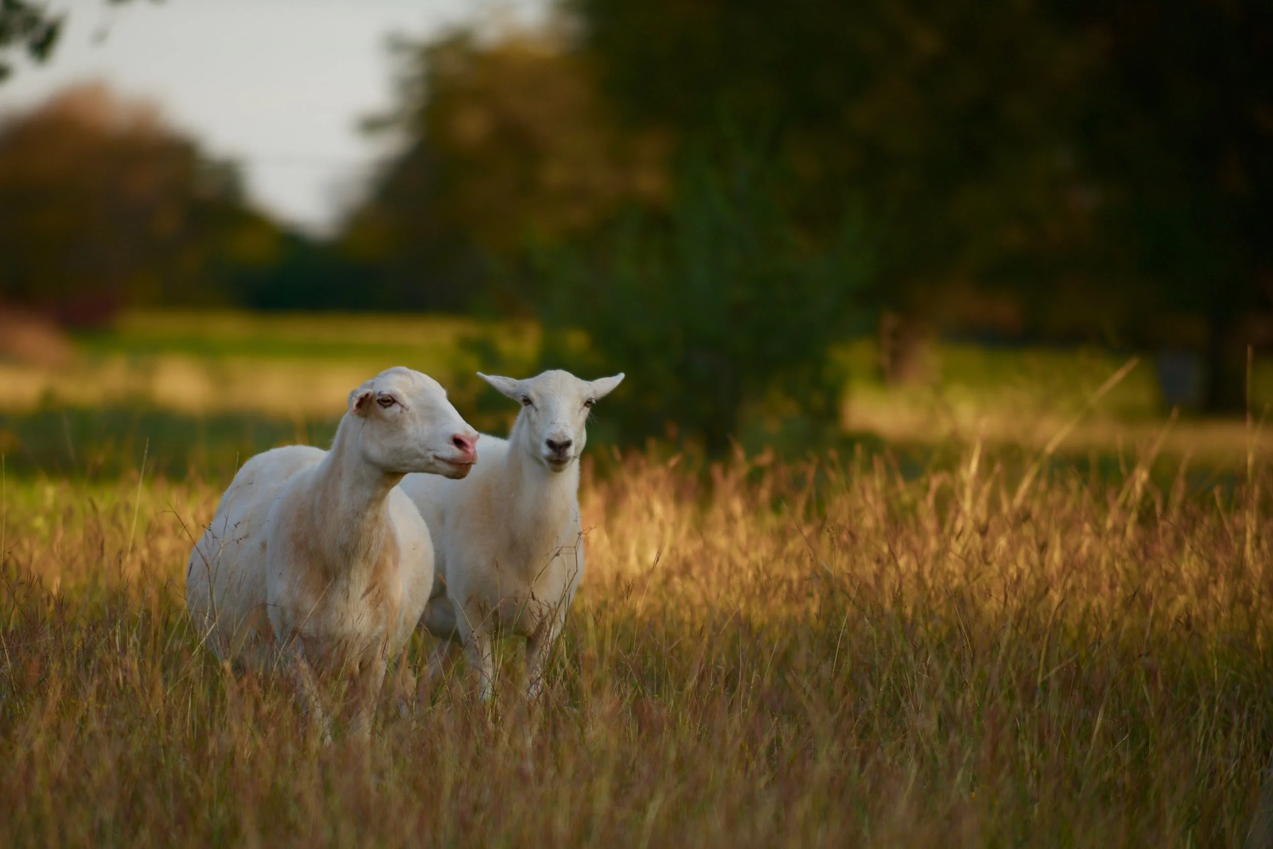 Haemotrophic Mycoplasmas in Small Ruminants