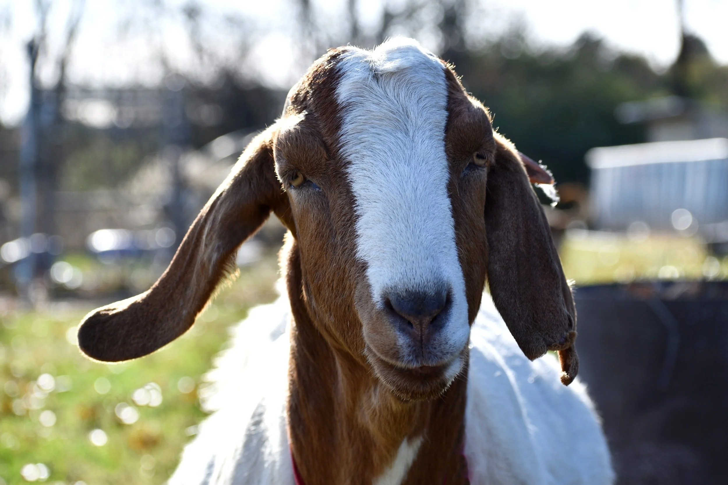 Goats for the Future Workshop Presentation