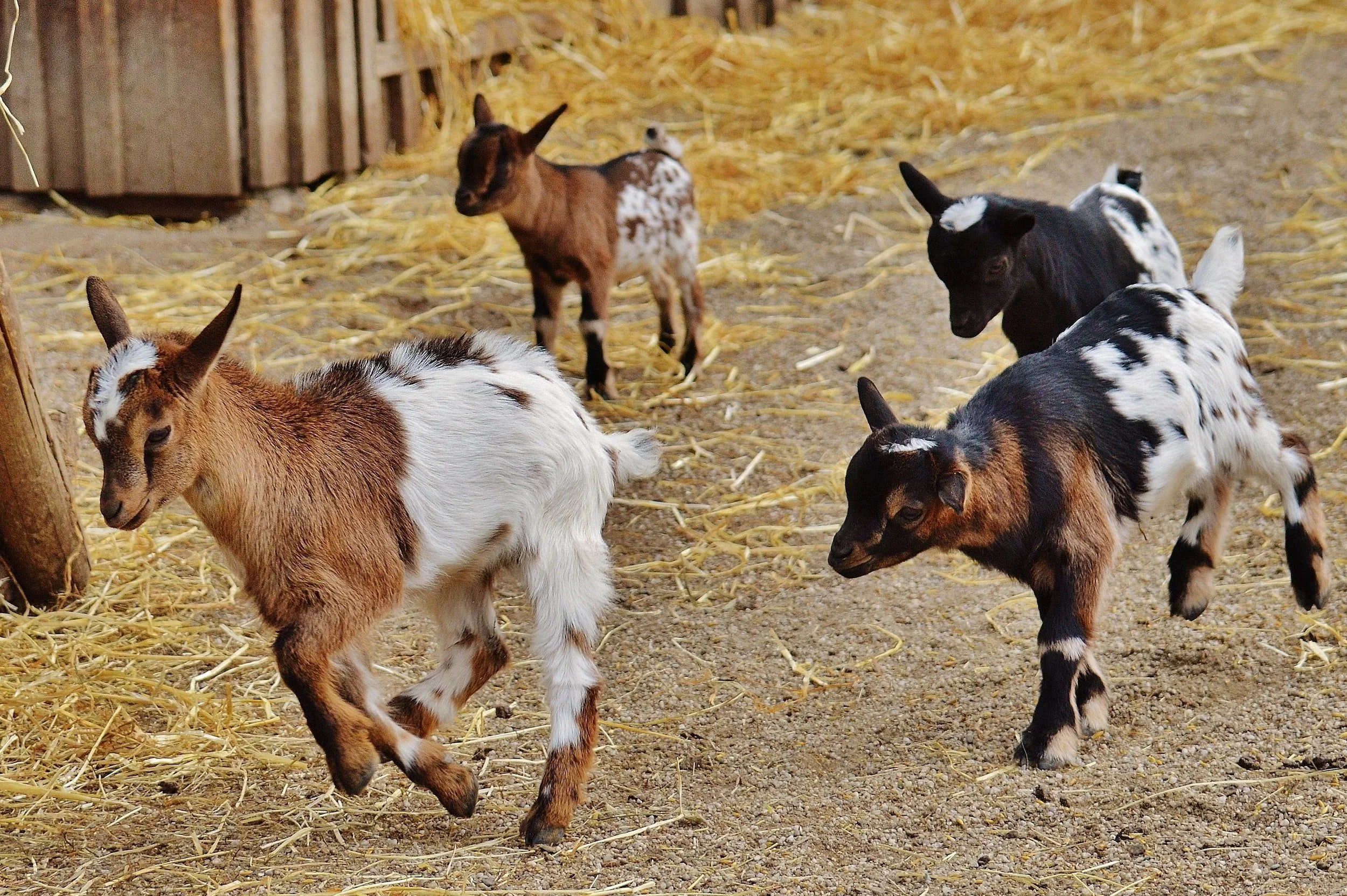 Yersinia in Goats