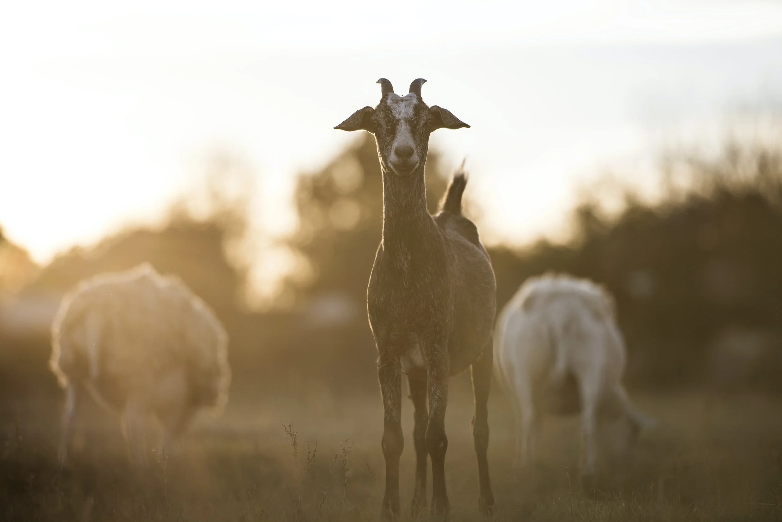 PCR to Identify Gastrointestinal Nematodes in Sheep and Goats