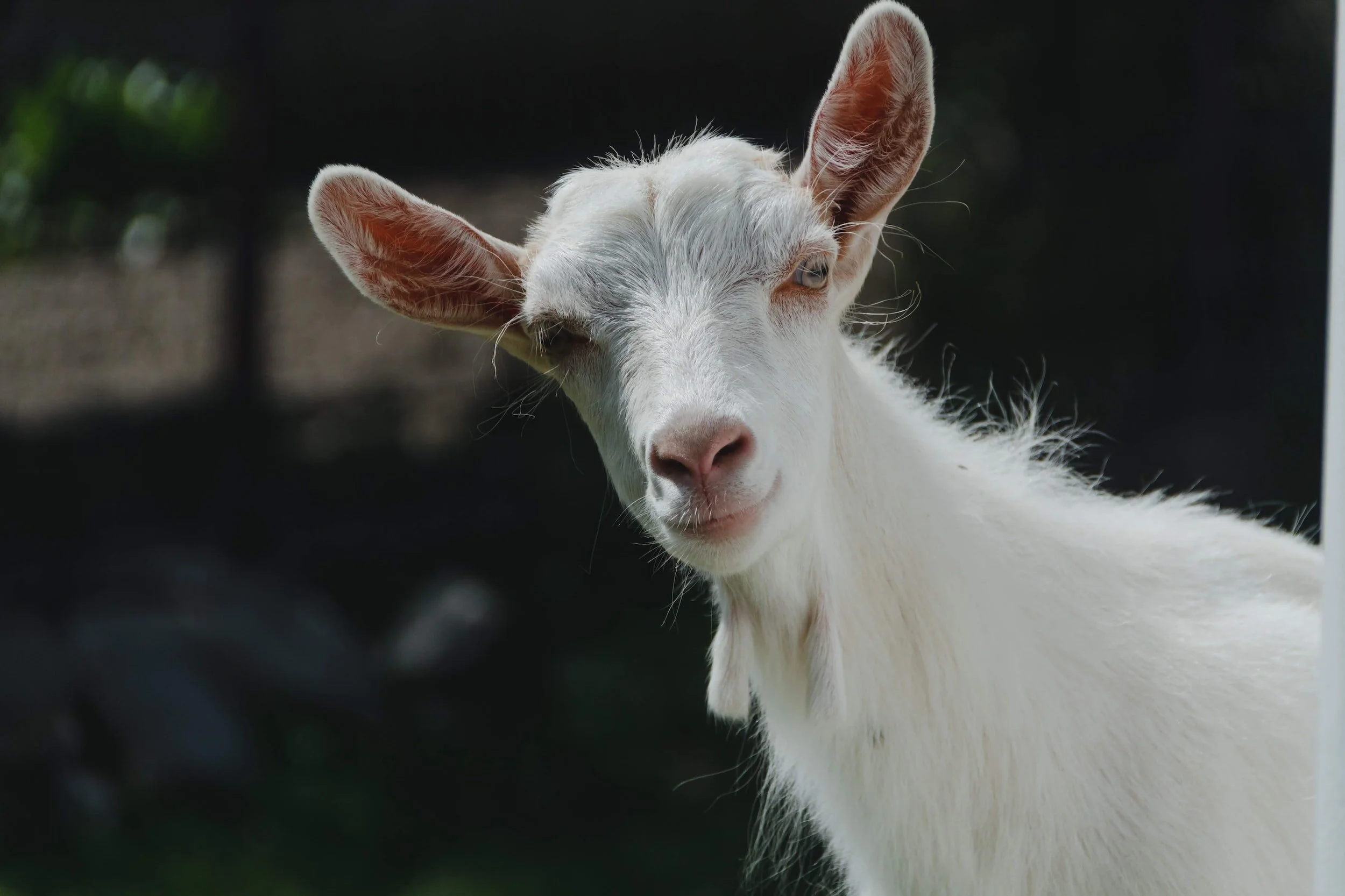 Mycoplasma ovipneumoniae in Goats