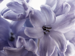 september - hyacinth.png
