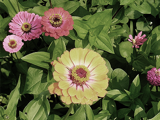 june - zinnias.png