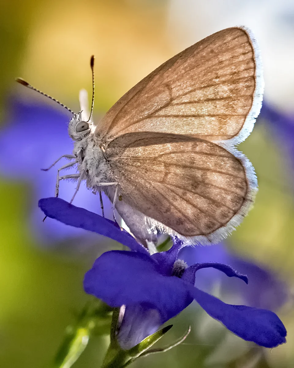 Shimmering Butterfly