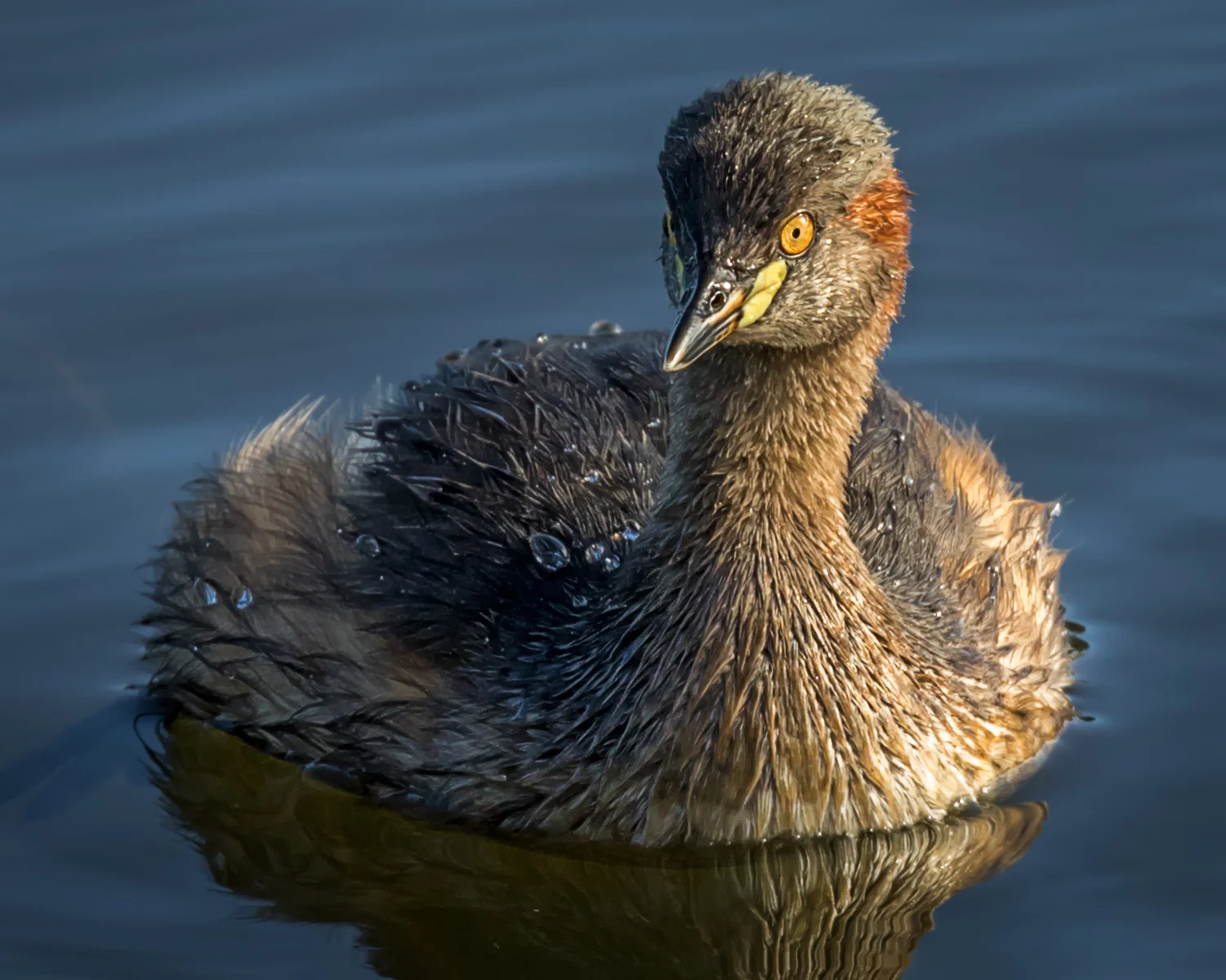Grebe