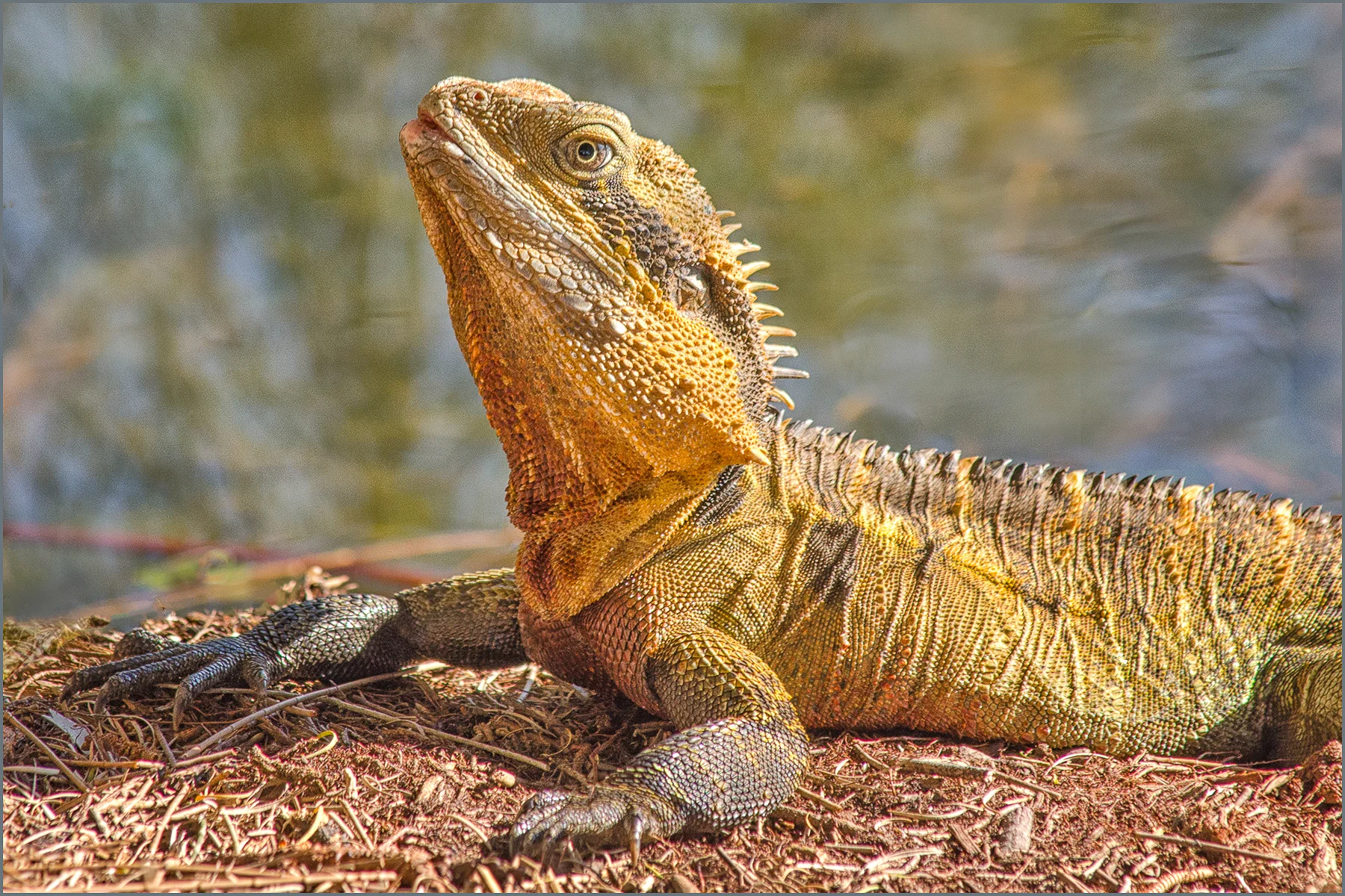 Water Lizard