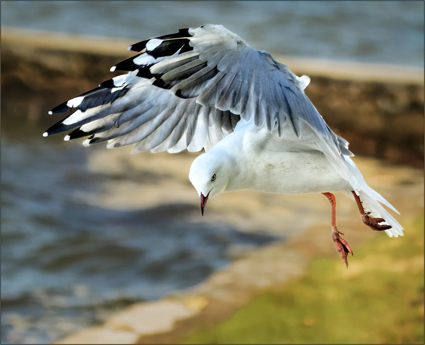 Winging It