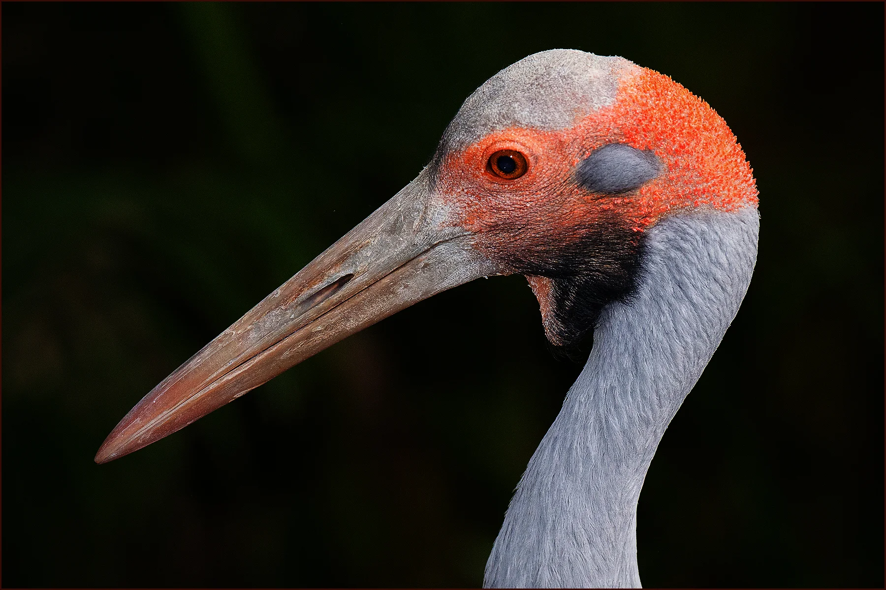 Brolga Portrait