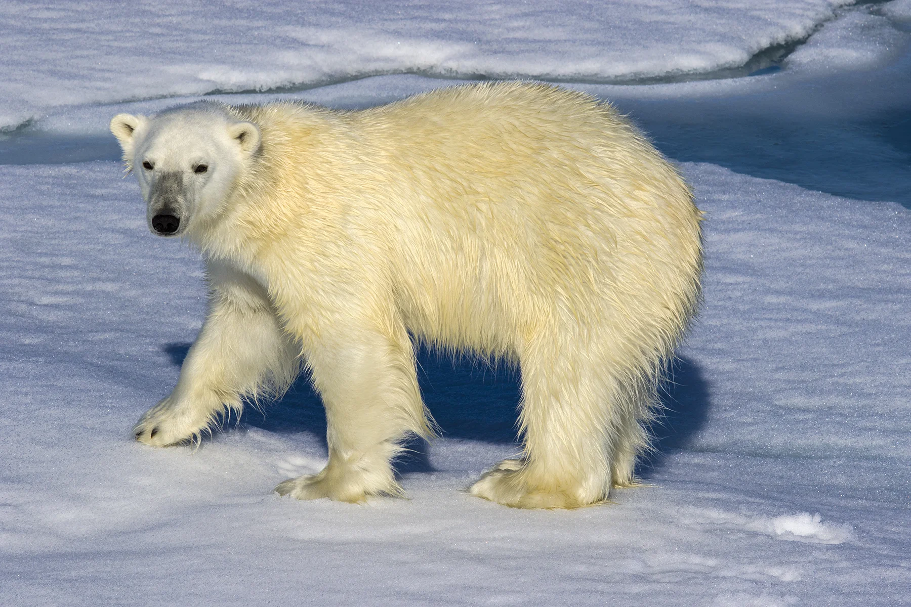 On The Prowl by Peter O'Brien