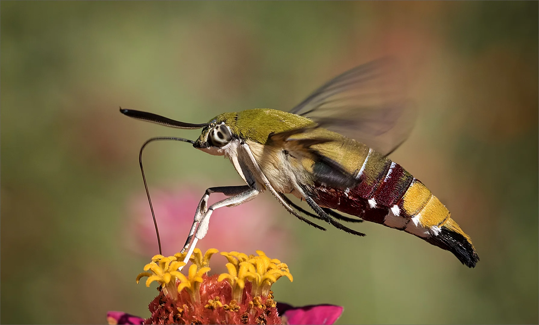 Oriental Bee Hawk Moth by Eddie Reinecke