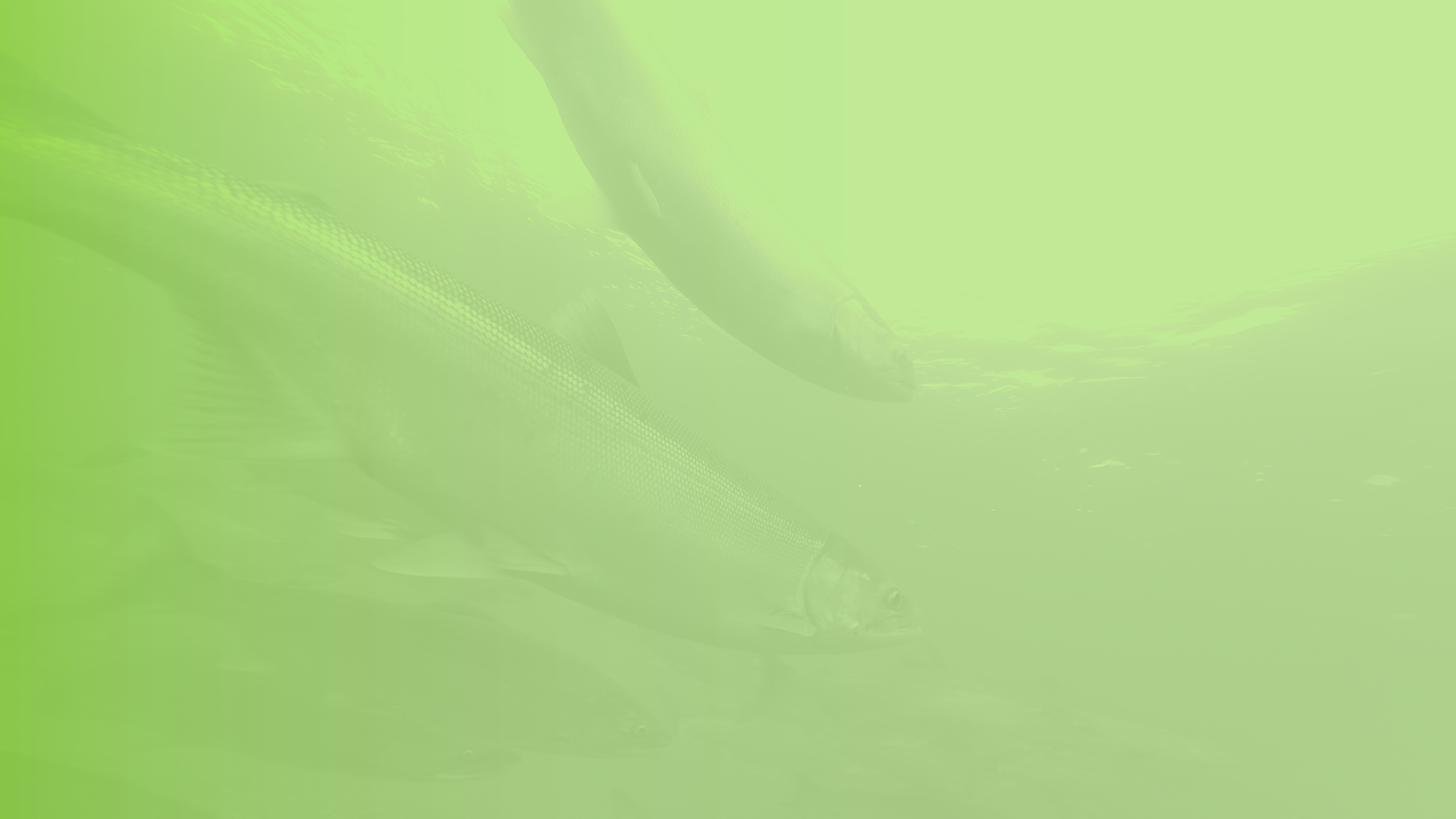 goldman_prize-header.png