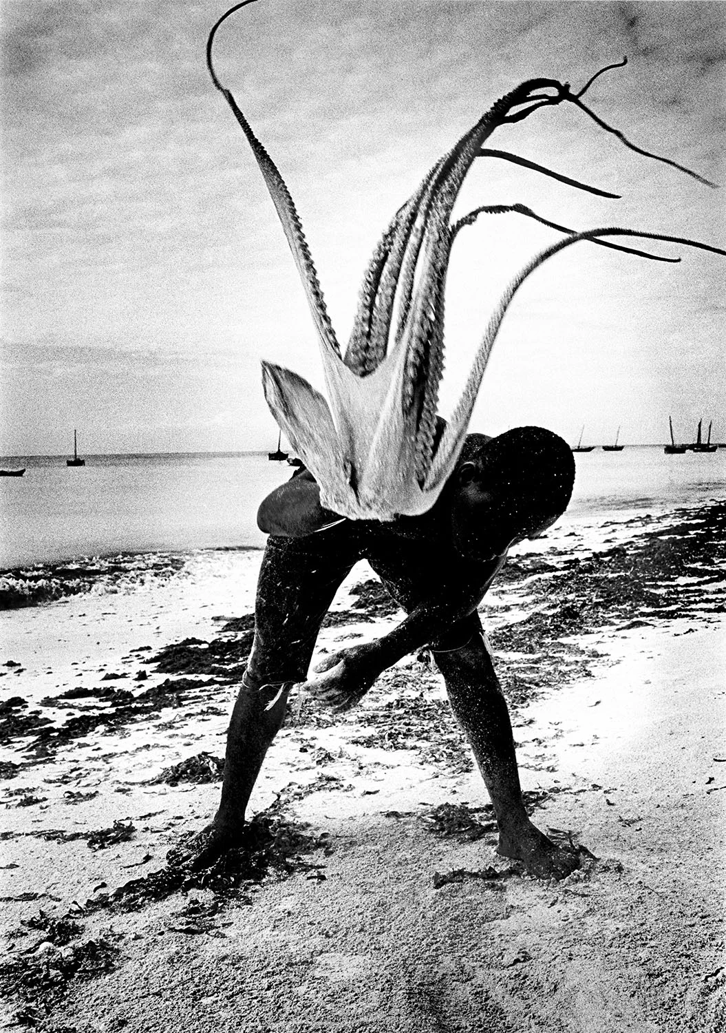 Octopus.jpg