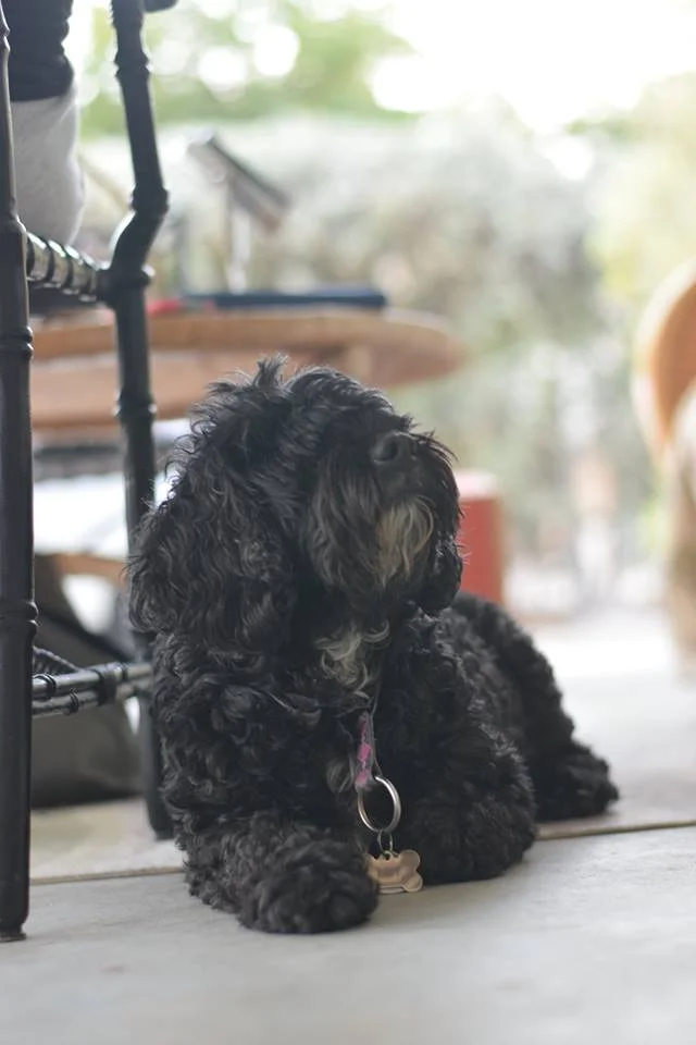 Lacey.jpg