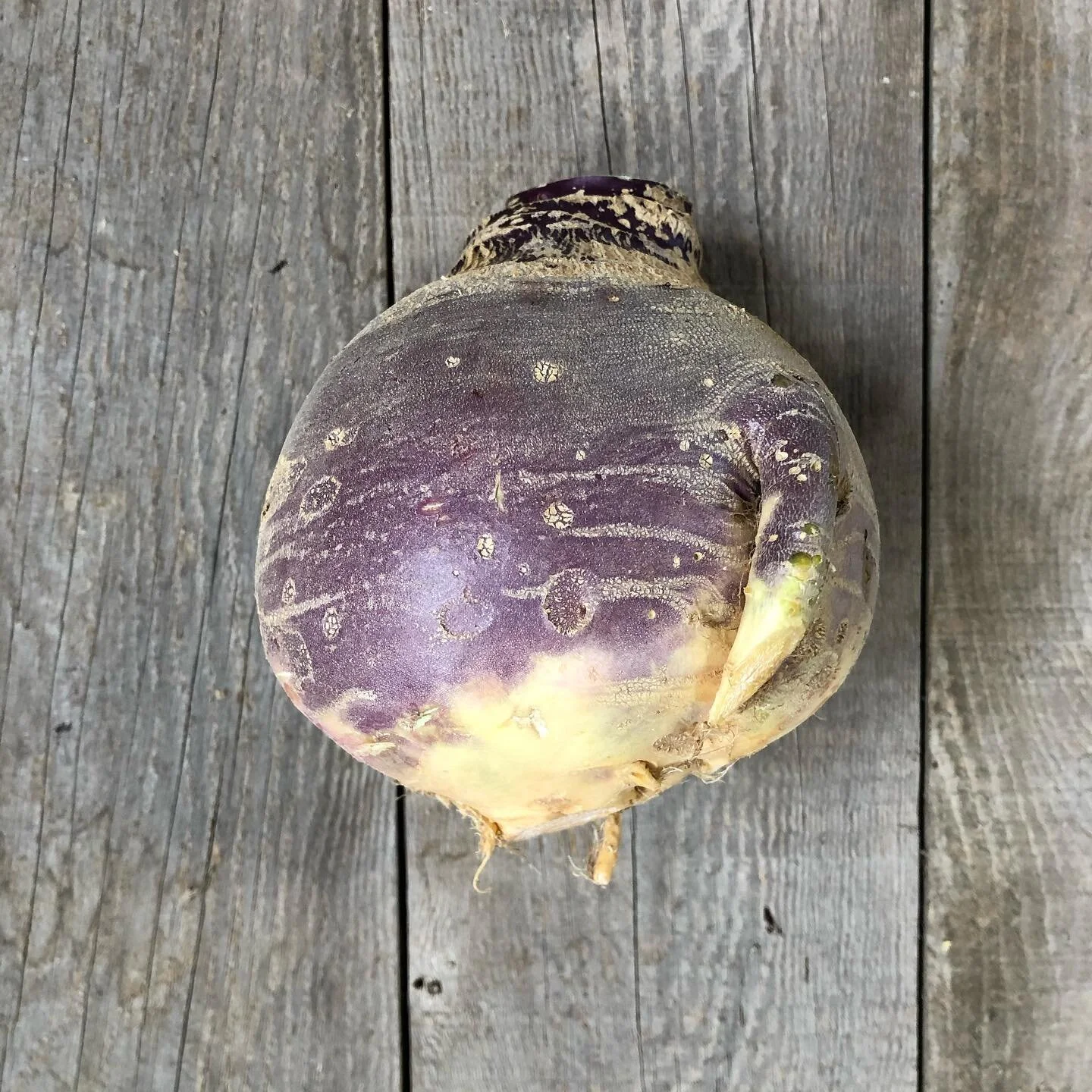 Japanese Quick Pickles — Blue Heron Community Farm