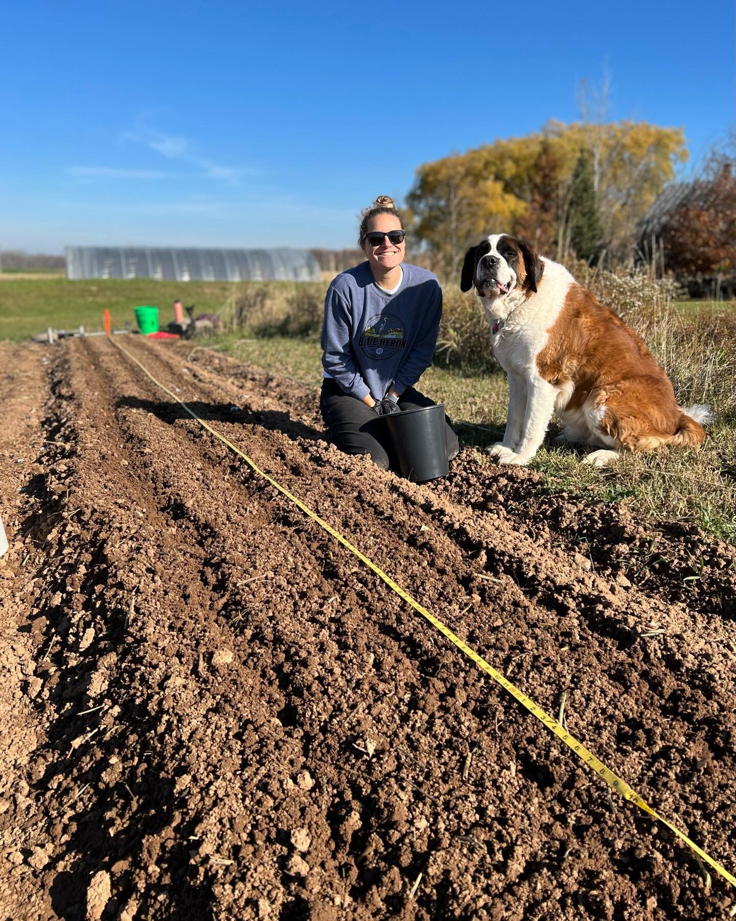 Our last planting of 2022. Garlic is in the ground! 🧄