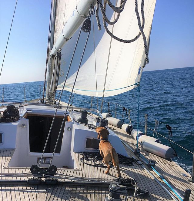 Rambo, il cane marino, scruta l'orizzonte a bordo di Armelea.⠀
Sito Web in BIO⠀
.⠀
.⠀
.⠀
.⠀
#livinglife #lifeatsea #sailorlife #mare #navigare #sailaway ⠀
.⠀
.⠀
.⠀
#cane #canemarino #ramboilcanemarino