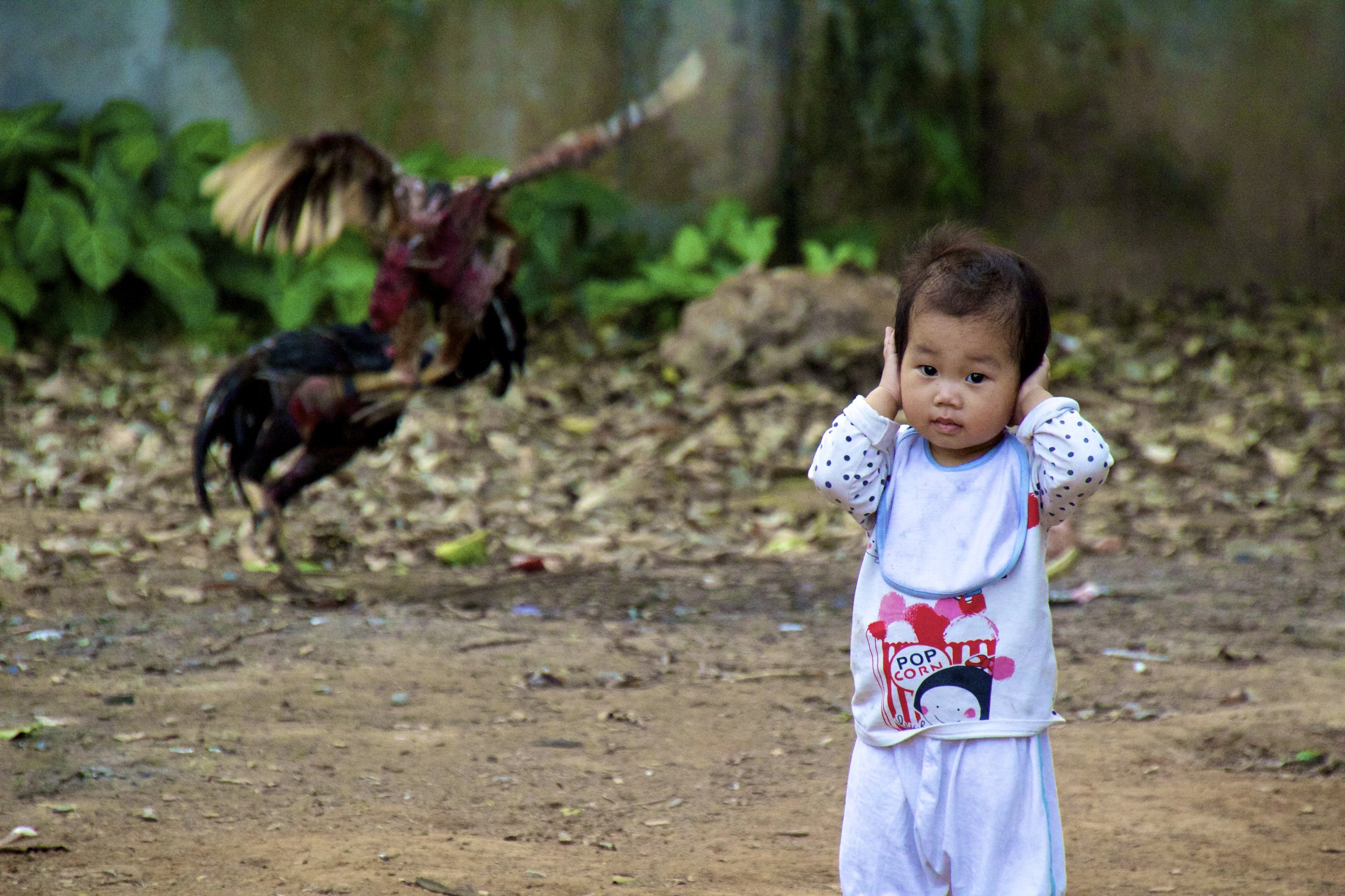 Bac Ninh Vietnam cockfight 8.jpg