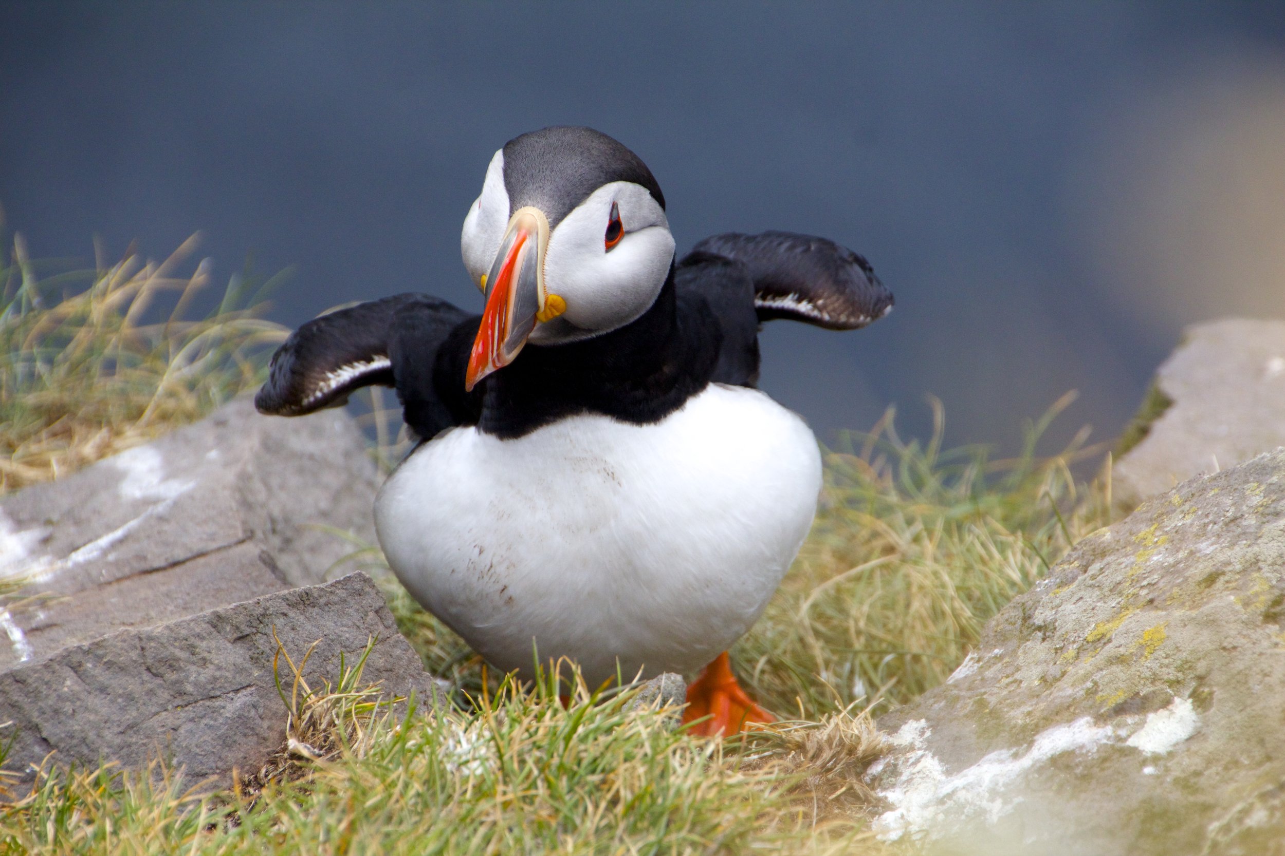 arctic puffins látrabjarg iceland 9.jpg