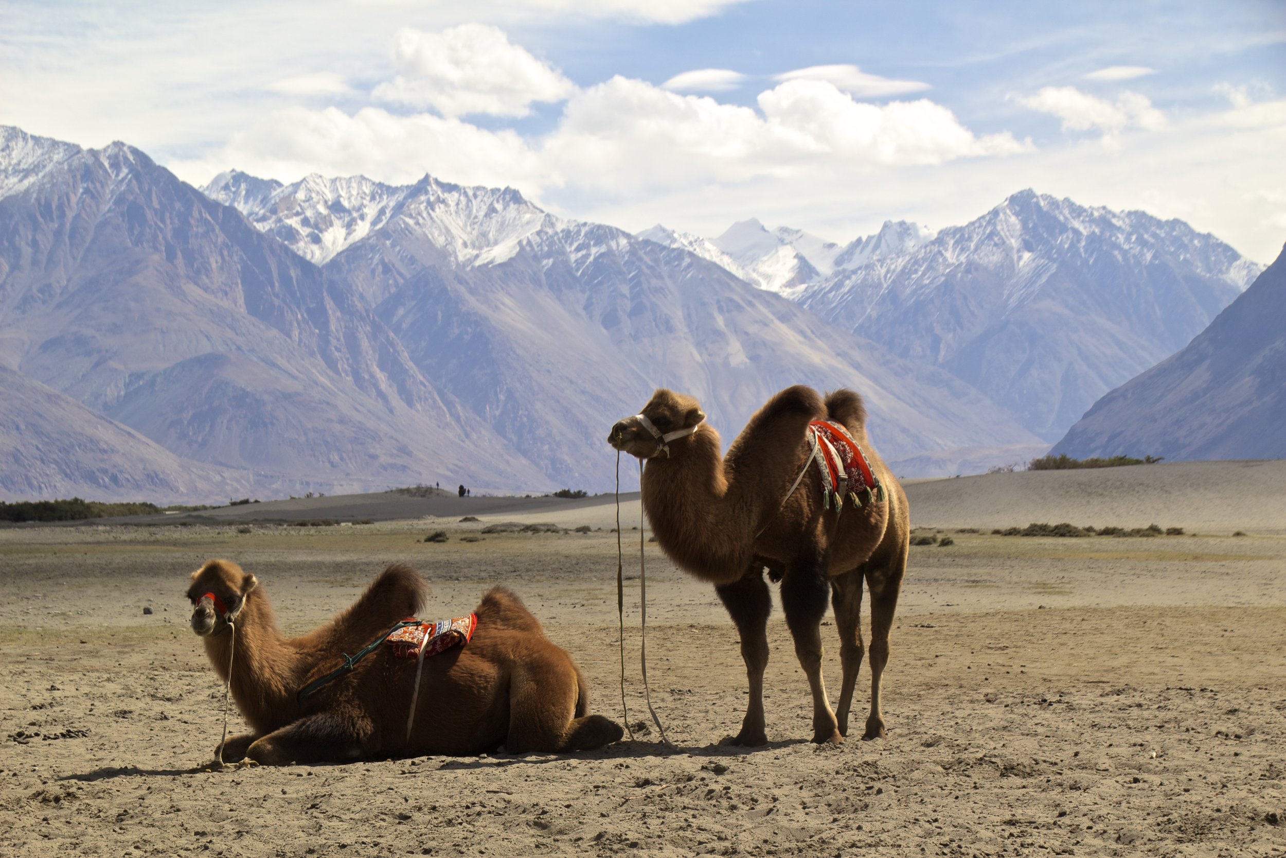 bactrian camels nubra valley ladakh 6.jpg