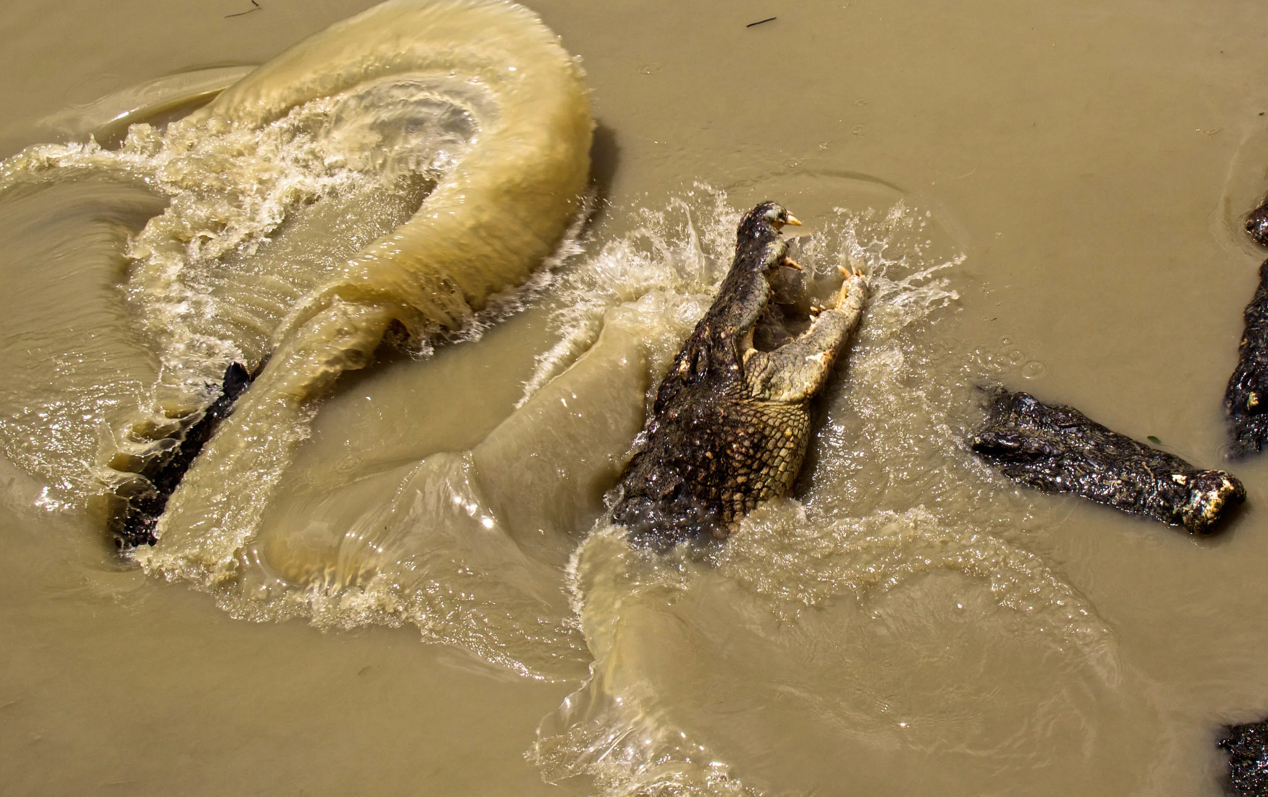 rangoon yangon crocodile farm burma myanmar 10-2.jpg