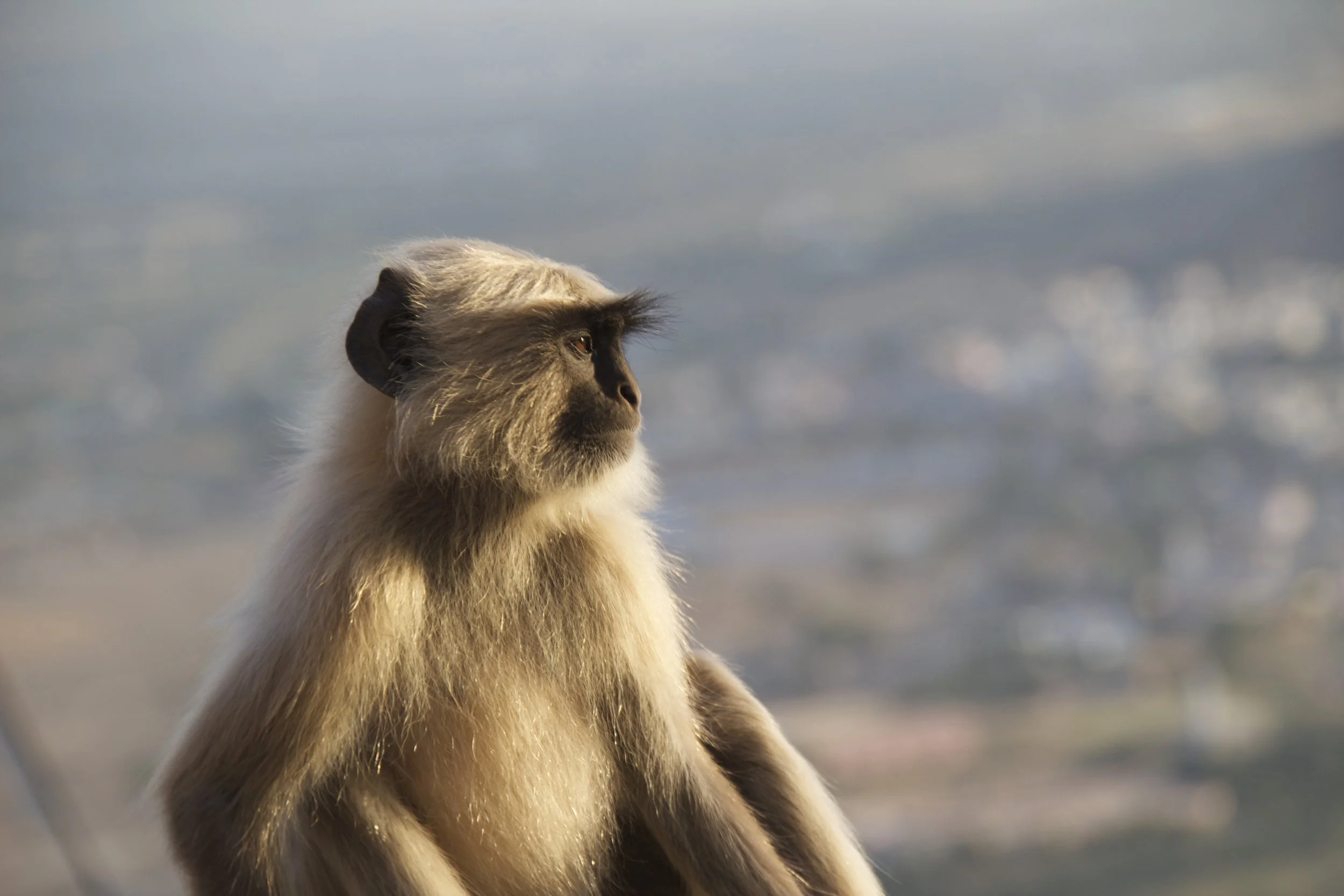 pushkar rajasthan mountain top sunrise 14.jpg