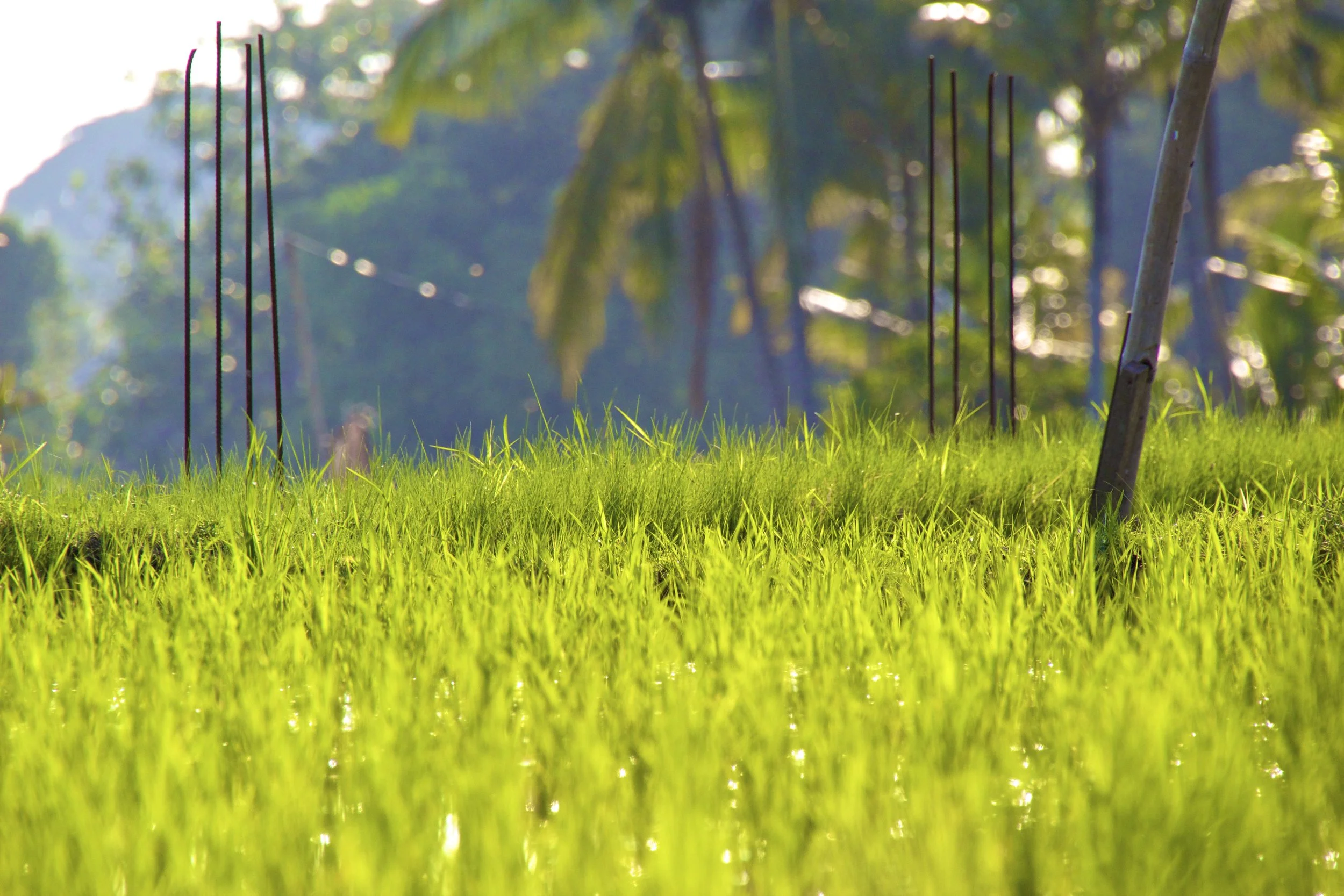 Peter's Night On Lombok