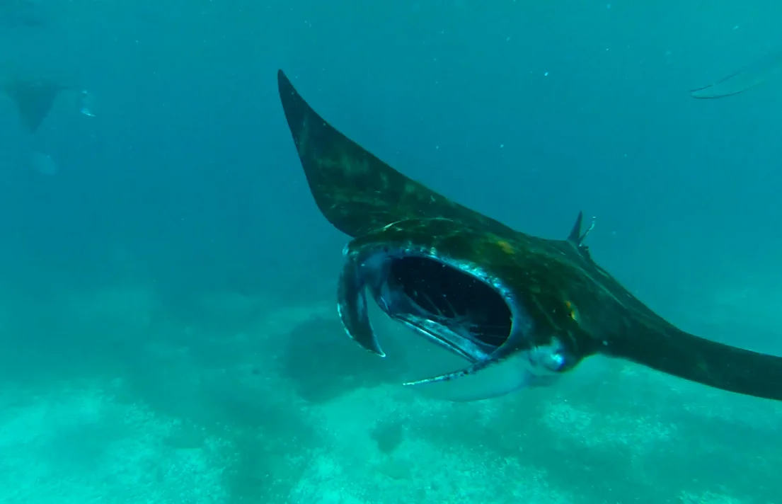 Day #3 On The Boat: Peter Swims With Manta Rays (Indonesia)