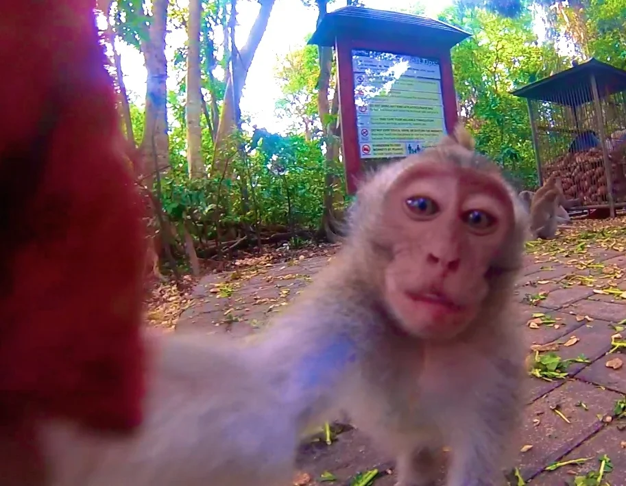 Peter Combines Blog Posts: Biking Northern Bali + Monkey Forest