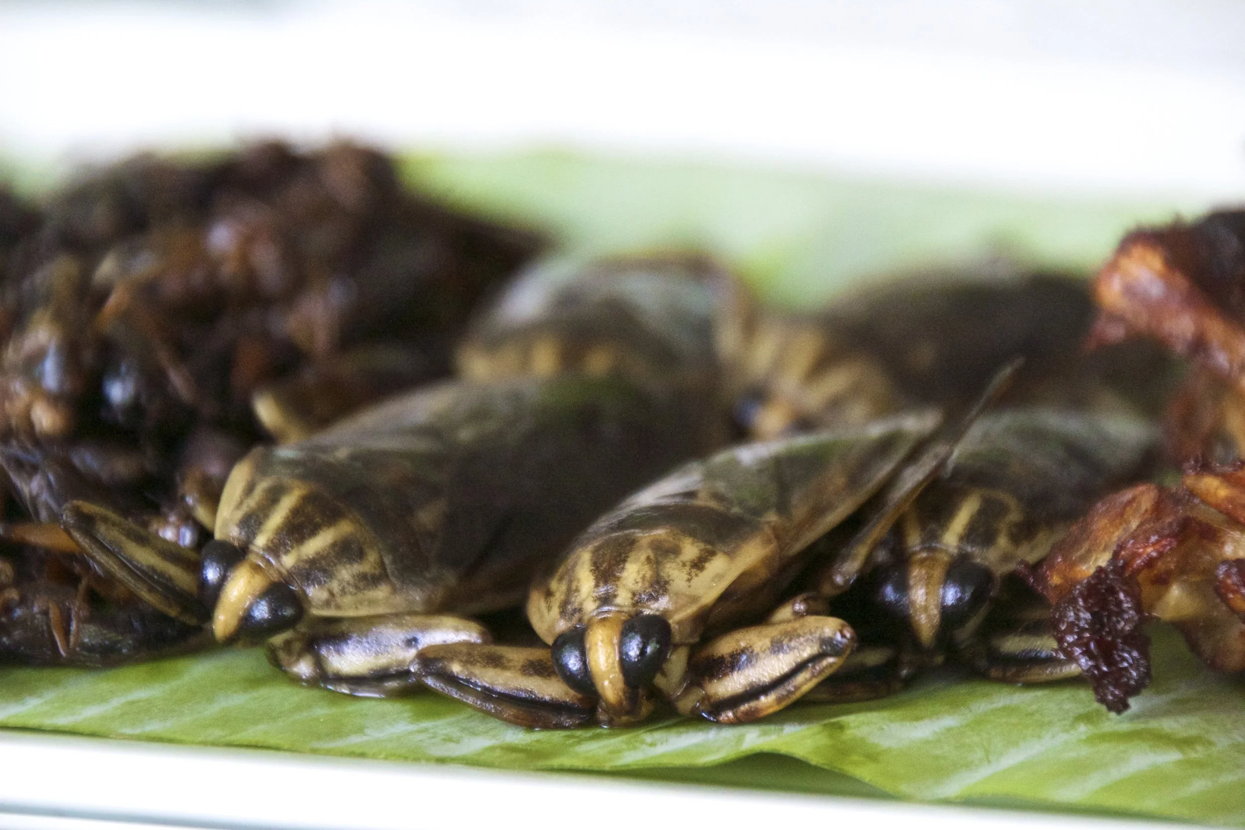 Peter Tries Thai Food: Larva, Roaches, and Frogs