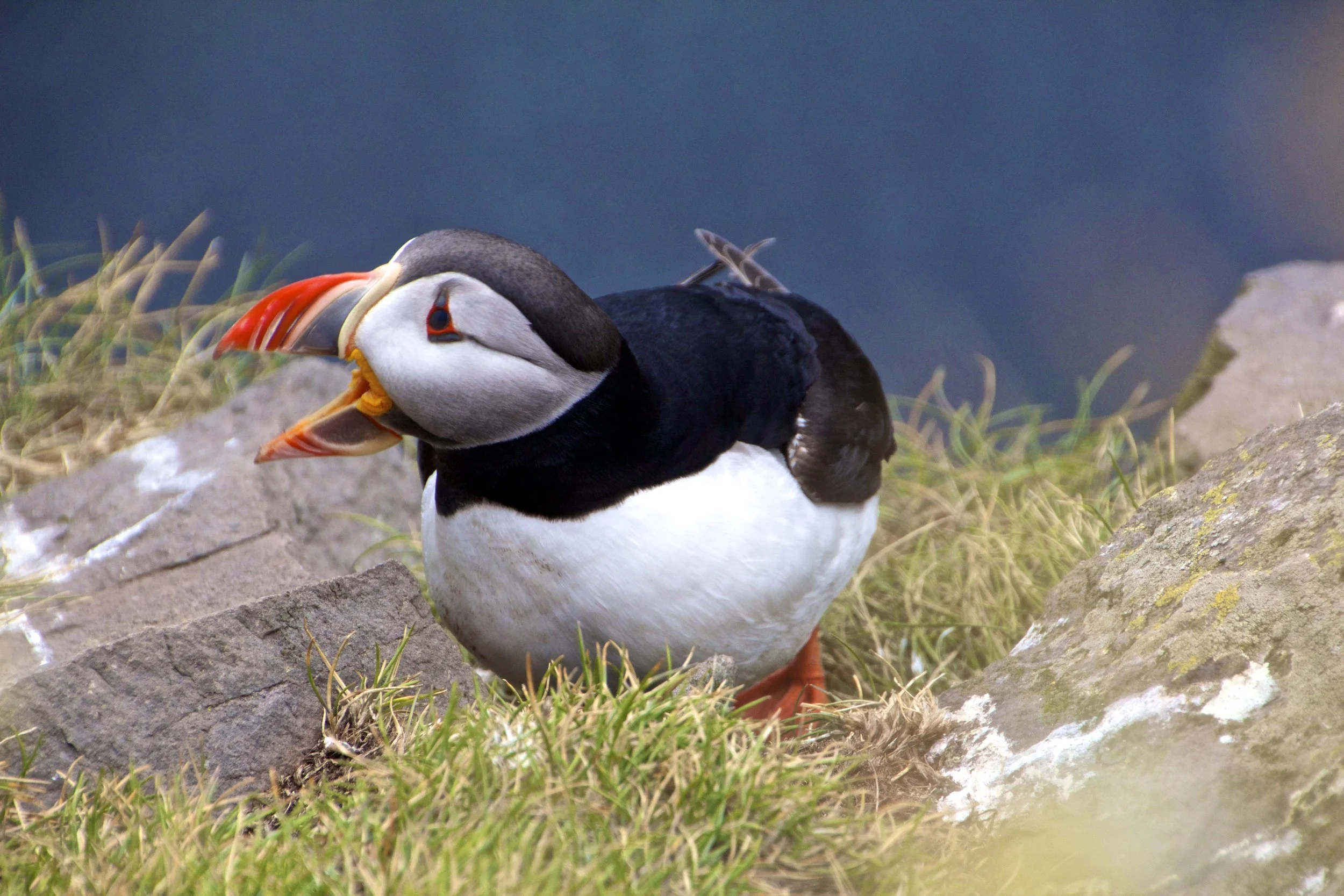 arctic-puffins-latrabjarg-iceland-8