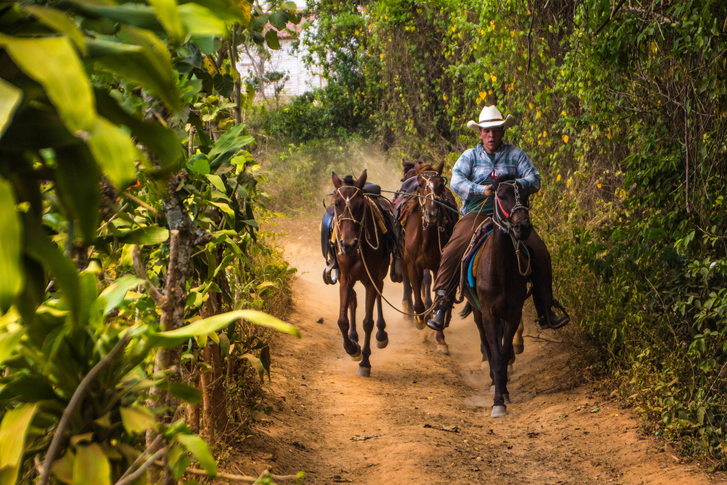 horses valle de viñales cuba -1.jpg