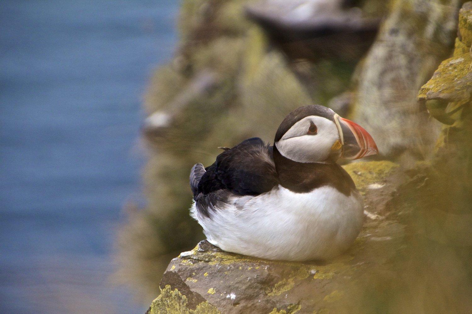 PHOTO PRINT: The Puffins Of Látrabjarg | Peter's Big Adventure