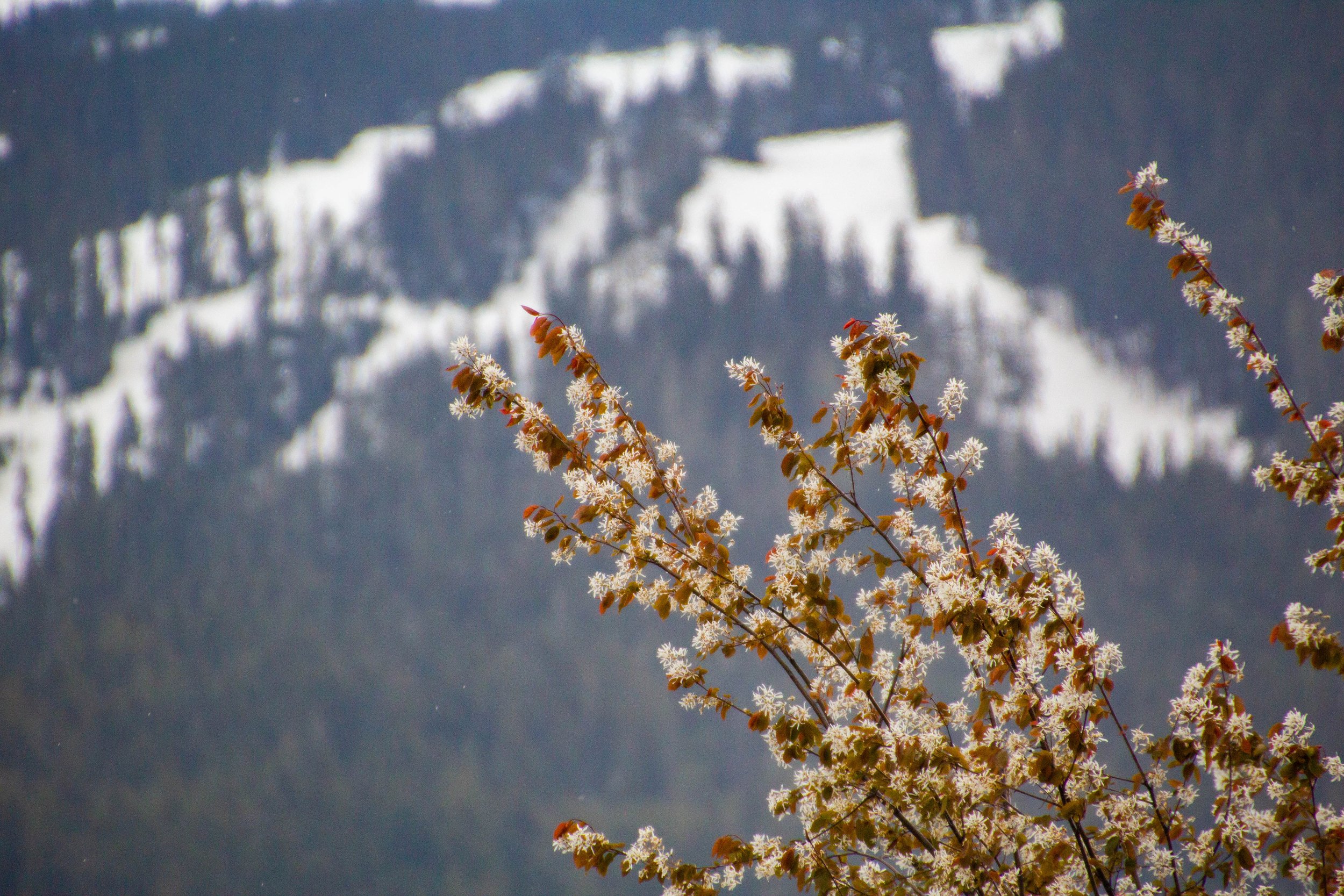 whistler-british-columbia-spring-59.jpg