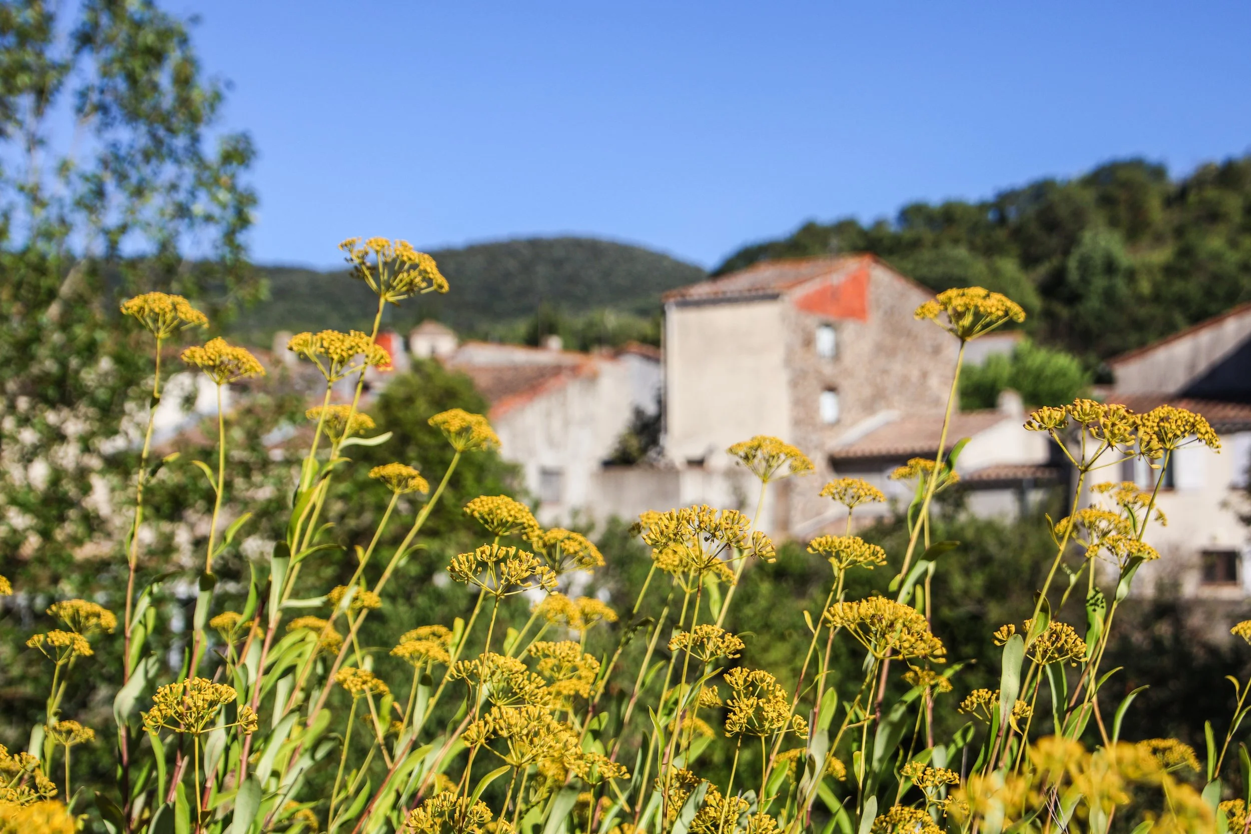 Summer in the South of France with Peter: Small Town Magic in Félines-Termenès &amp; Lagrasse