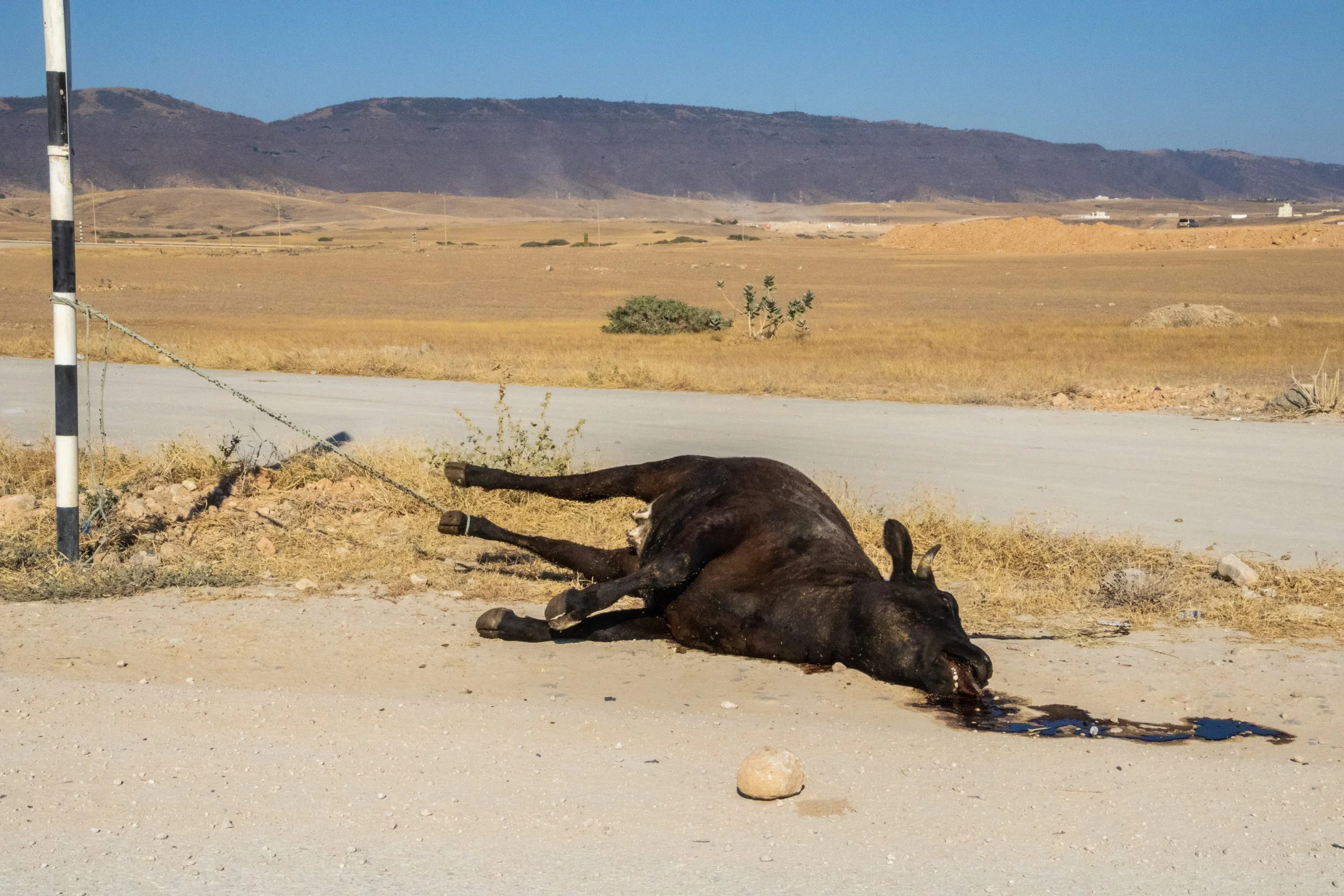 salalah-oman-dhofar-disturbing-dead-cow-roads-1.jpg