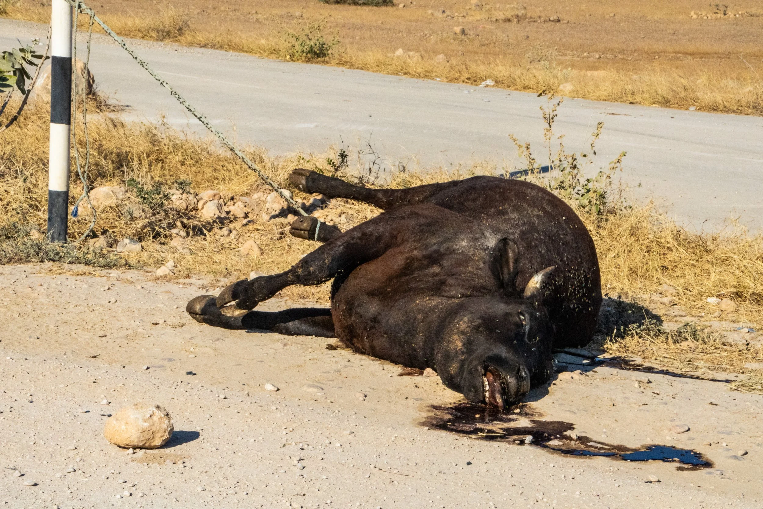 salalah-oman-dhofar-disturbing-dead-cow-roads-2.jpg