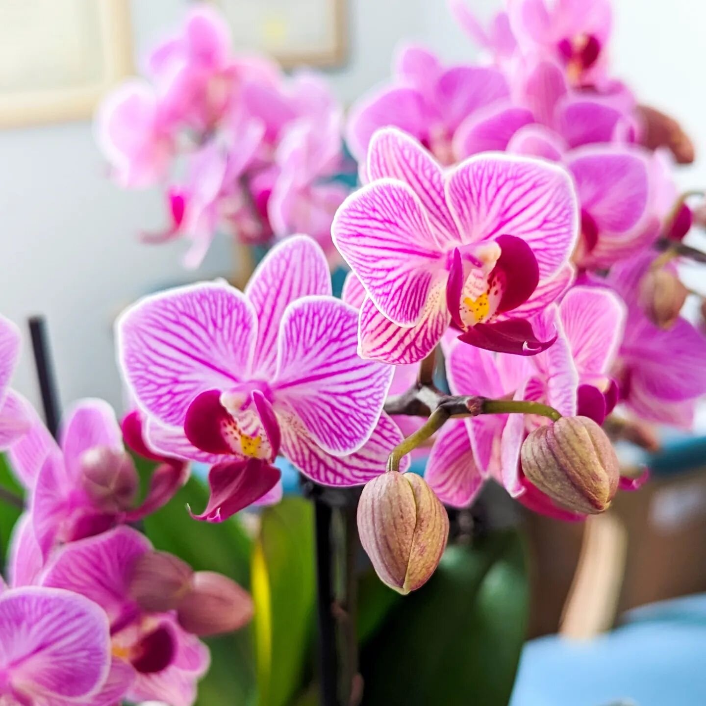 Gorgeous orchids from our surgical patient! 🥰😍