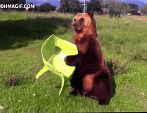 bear in seat.gif