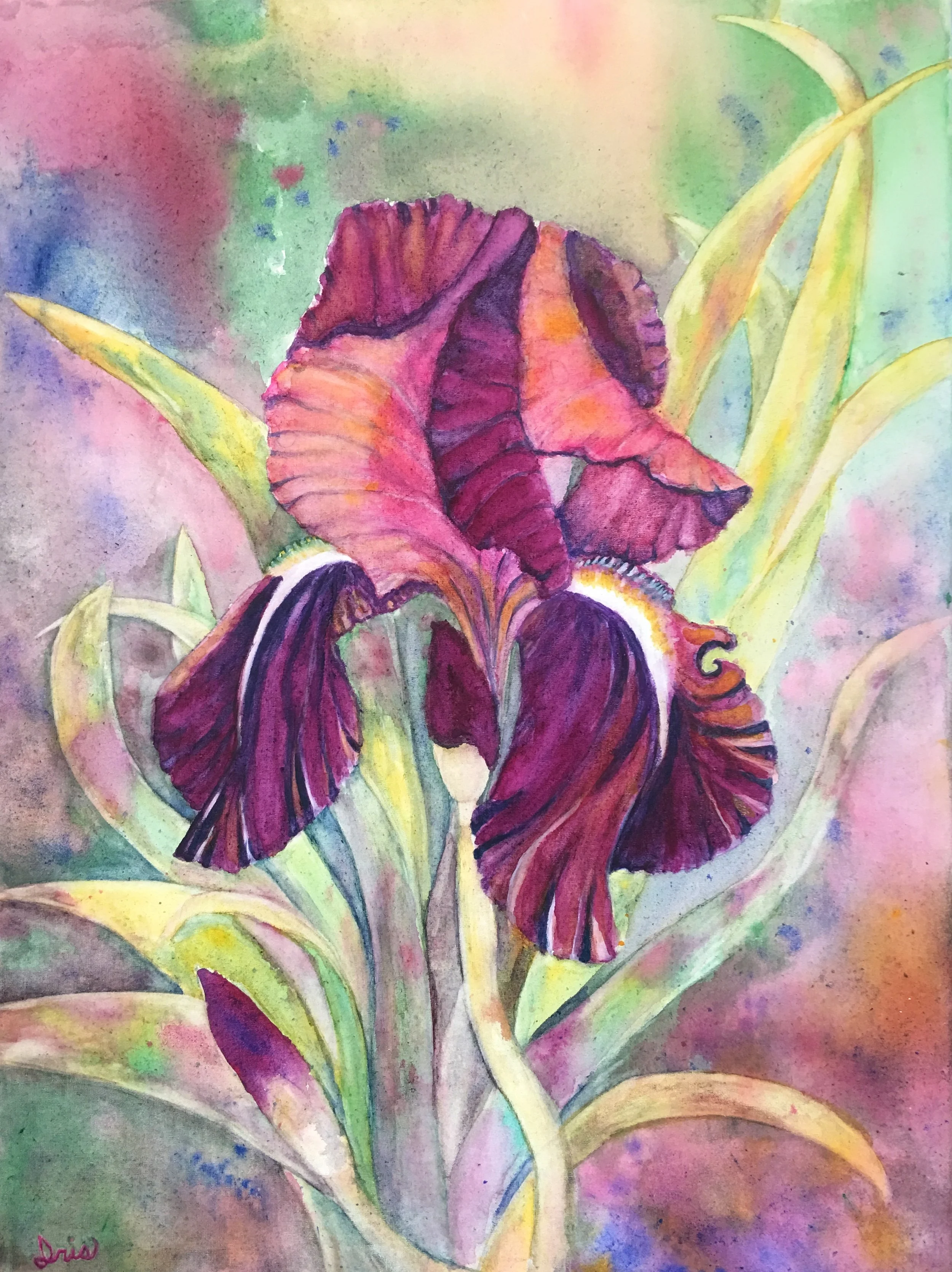 Purple iris