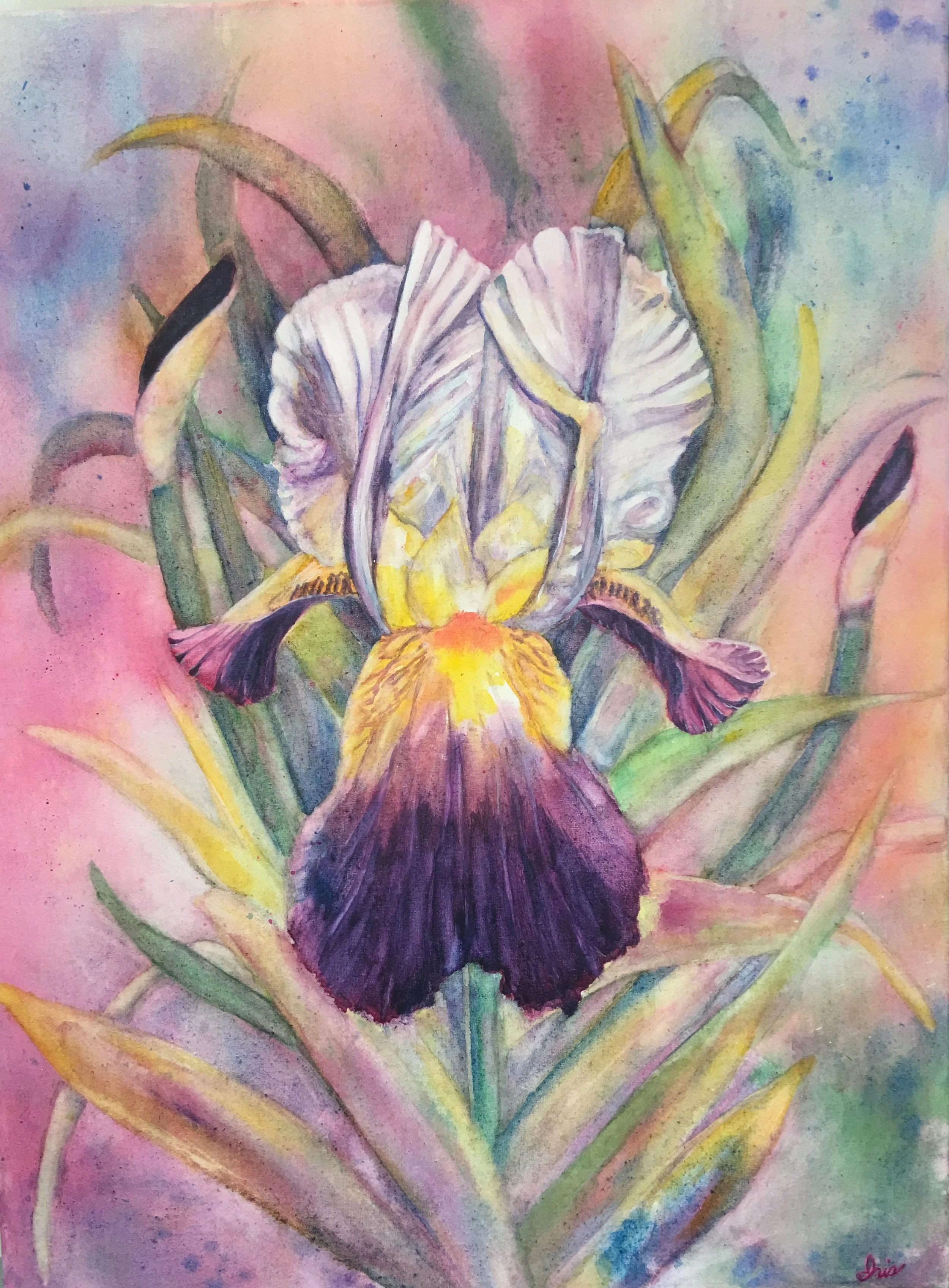 purple and white iris