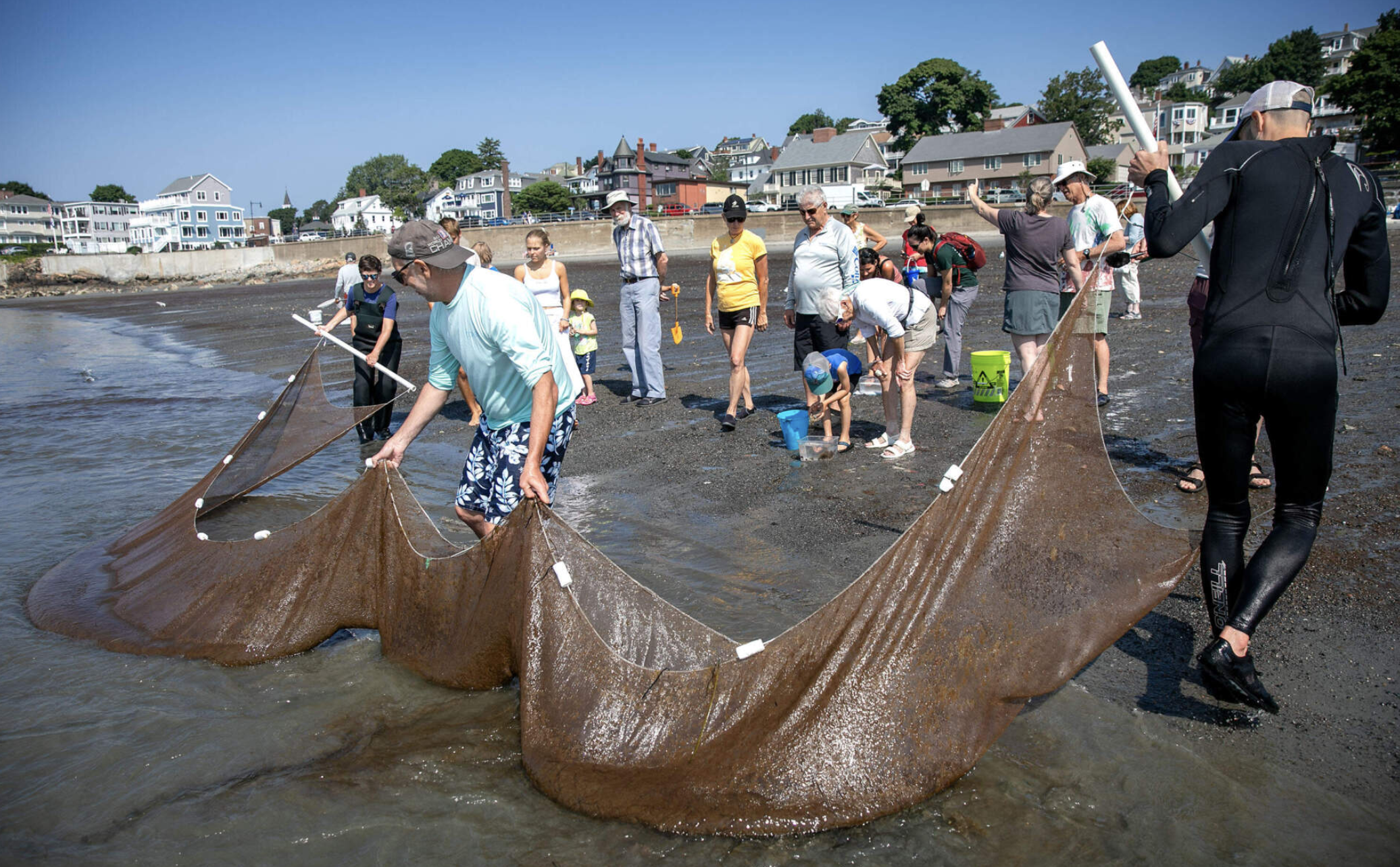 Listen to Randall talk about eelgrass on WBUR!