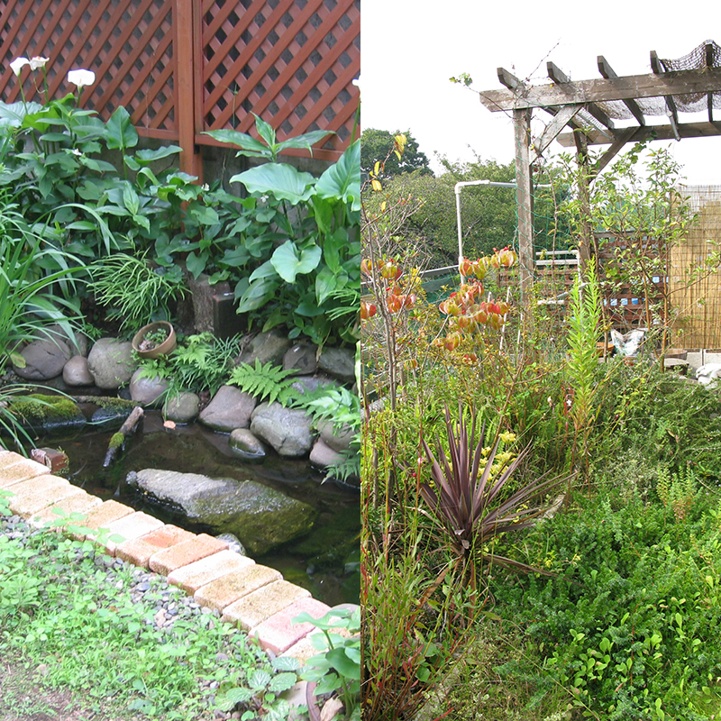 雨水ビオトープと屋上の雨水プランター
