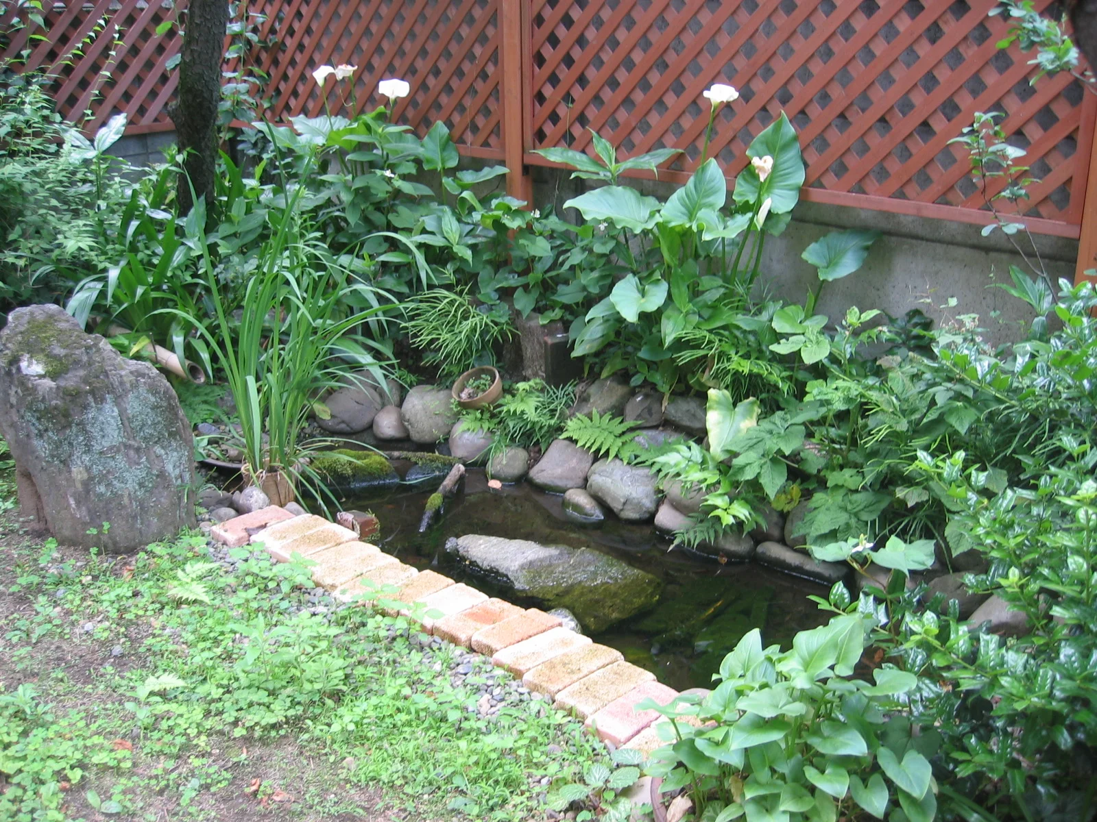雨水ビオトープ