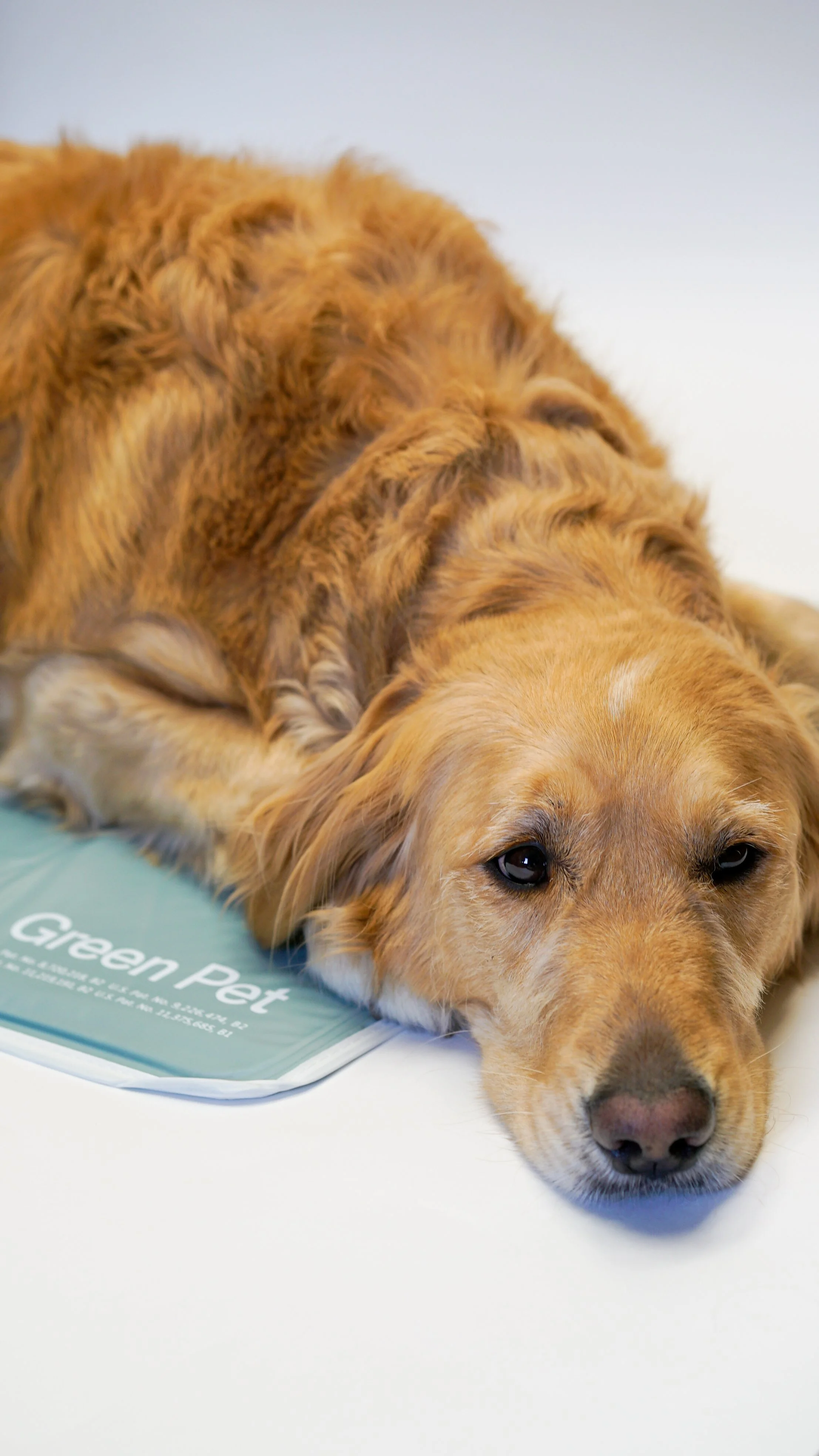 andie gray CPP -3.jpg