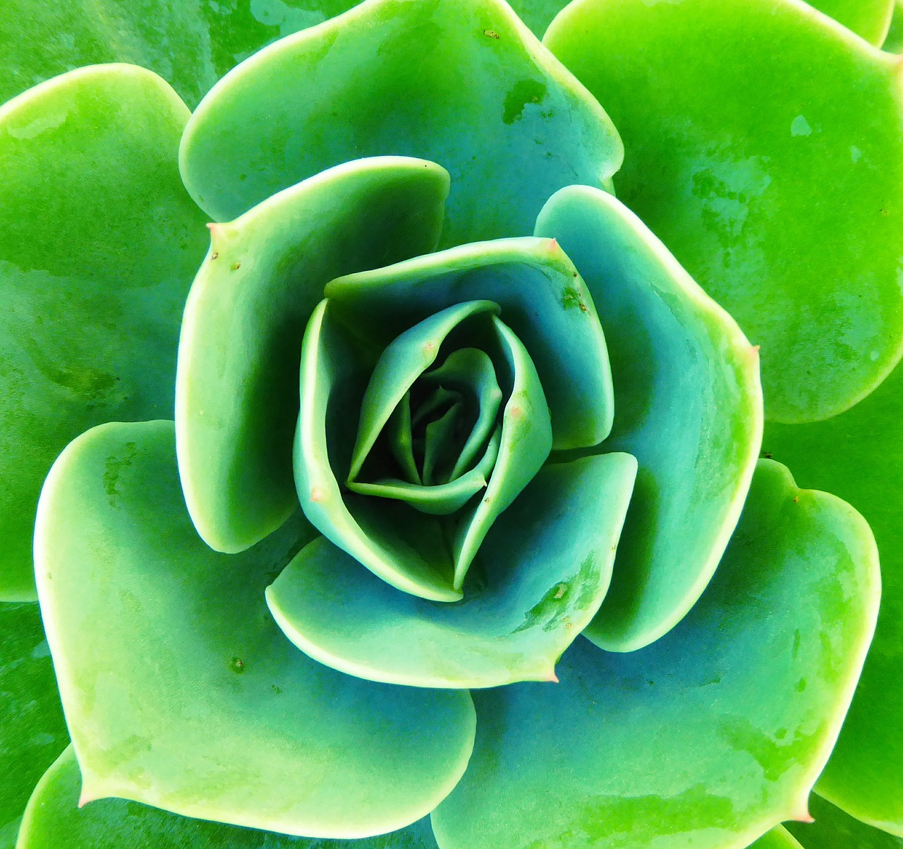 Nature's Neutral: Greenery