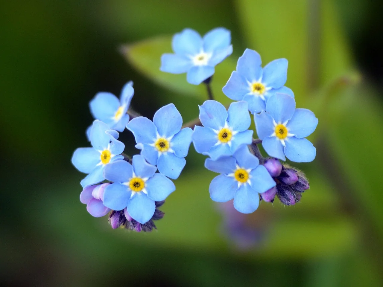 Forget Me Not