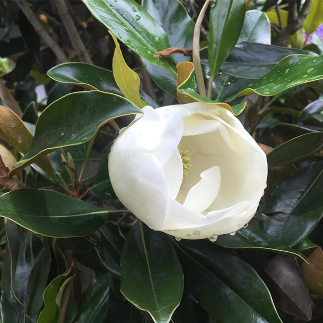 Magnolia &lsquo;Little Gem&rsquo; 💎 Another beautiful compact Magnolia with creamy white flowers.  This cultivar is very floriferous and has a much smaller leaf than other cultivars.
&bull;
&bull;
&bull;
#whiteflowers #pretty #fragrantflowers #plant