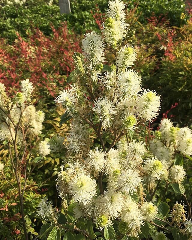 Fothergilla &lsquo;Mt. Airy&rsquo; in amongst the Nandina.  Fothergilla gets these fragrant blooms in the spring and vibrant red-yellow fall colour. 🍂. Grows 3-5&rsquo; tall and wide.
&bull;
&bull;
&bull;
#plants #pretty #flowers #landscape #design 