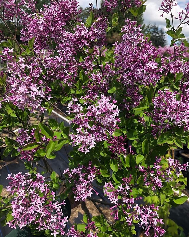 Lovely lilacs on a standard.  Wish you could smell them!
&bull;
&bull;
&bull;
#lilac #purple #pretty #fresh #langleyfresh #flowers #fragrant #landscapedesign #tree #smalltree #design #fragrantflowers #yas #landscaping